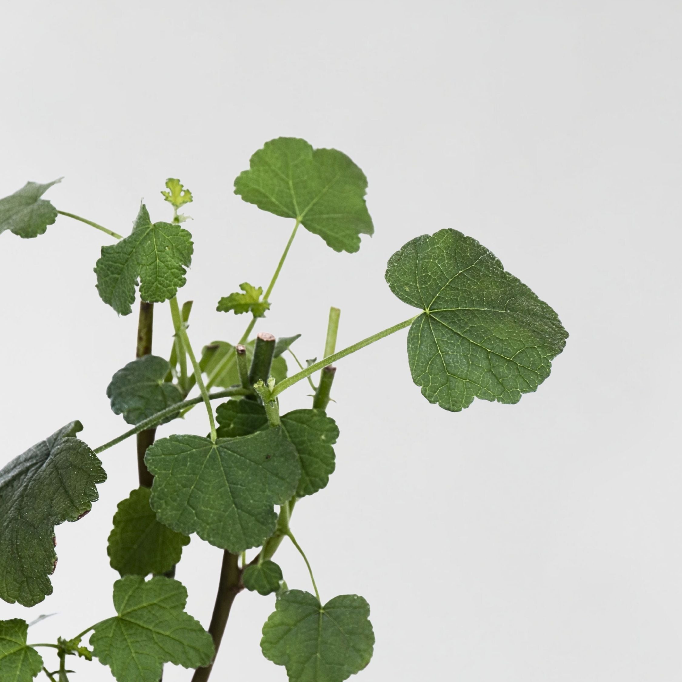 Kapmalva - Sæt med 3 - Anisodontea capensis 'El Rayo'