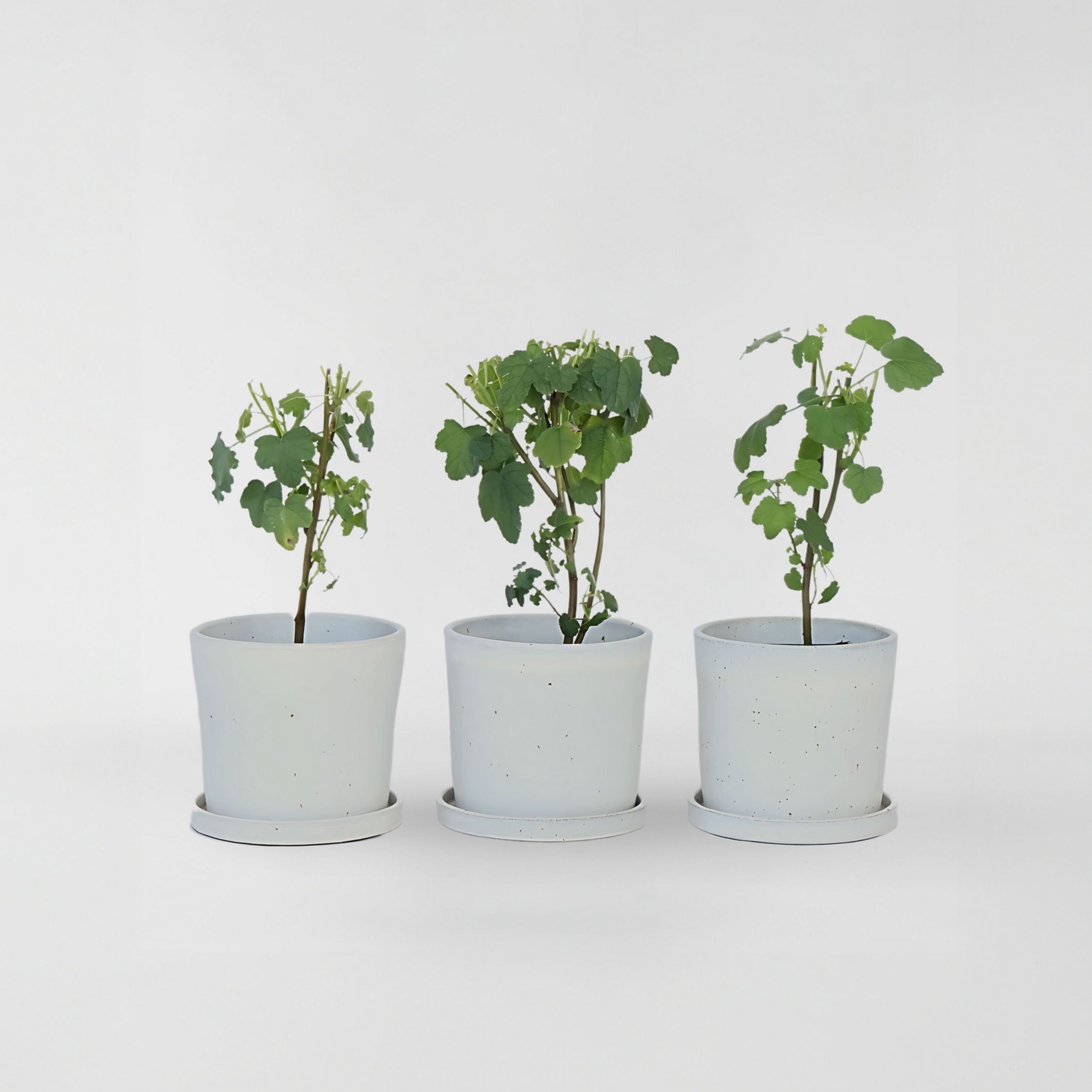 Kapmalva - Sæt med 3 - Anisodontea capensis 'El Rayo'