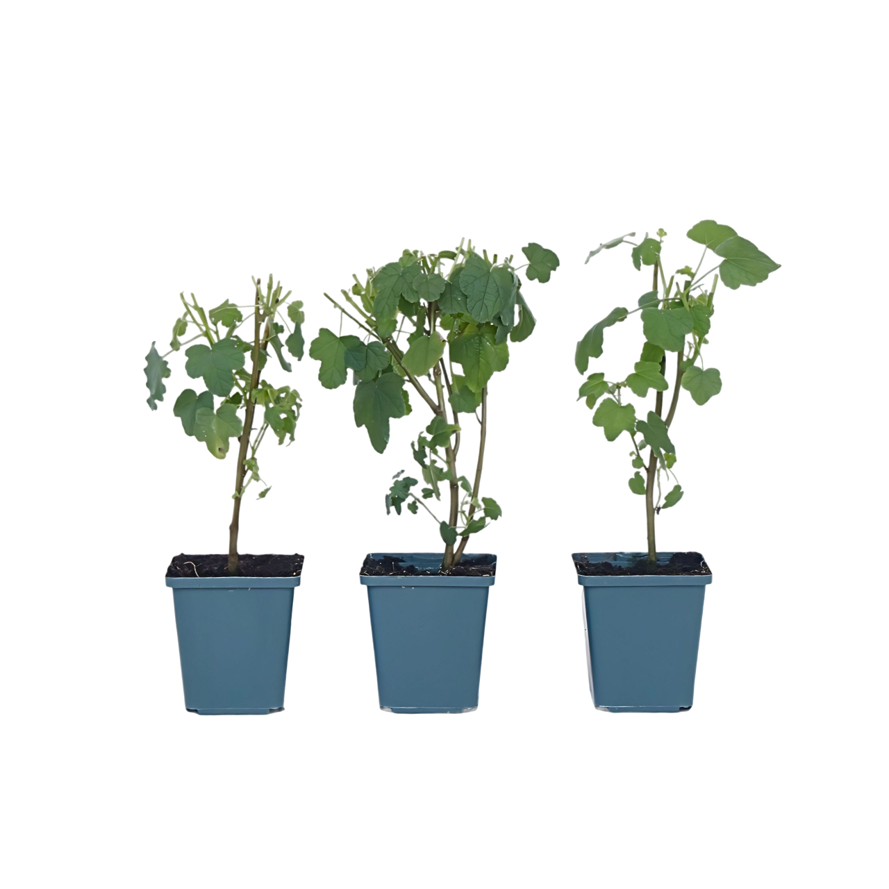 Kapmalva - Sæt med 3 - Anisodontea capensis 'El Rayo'