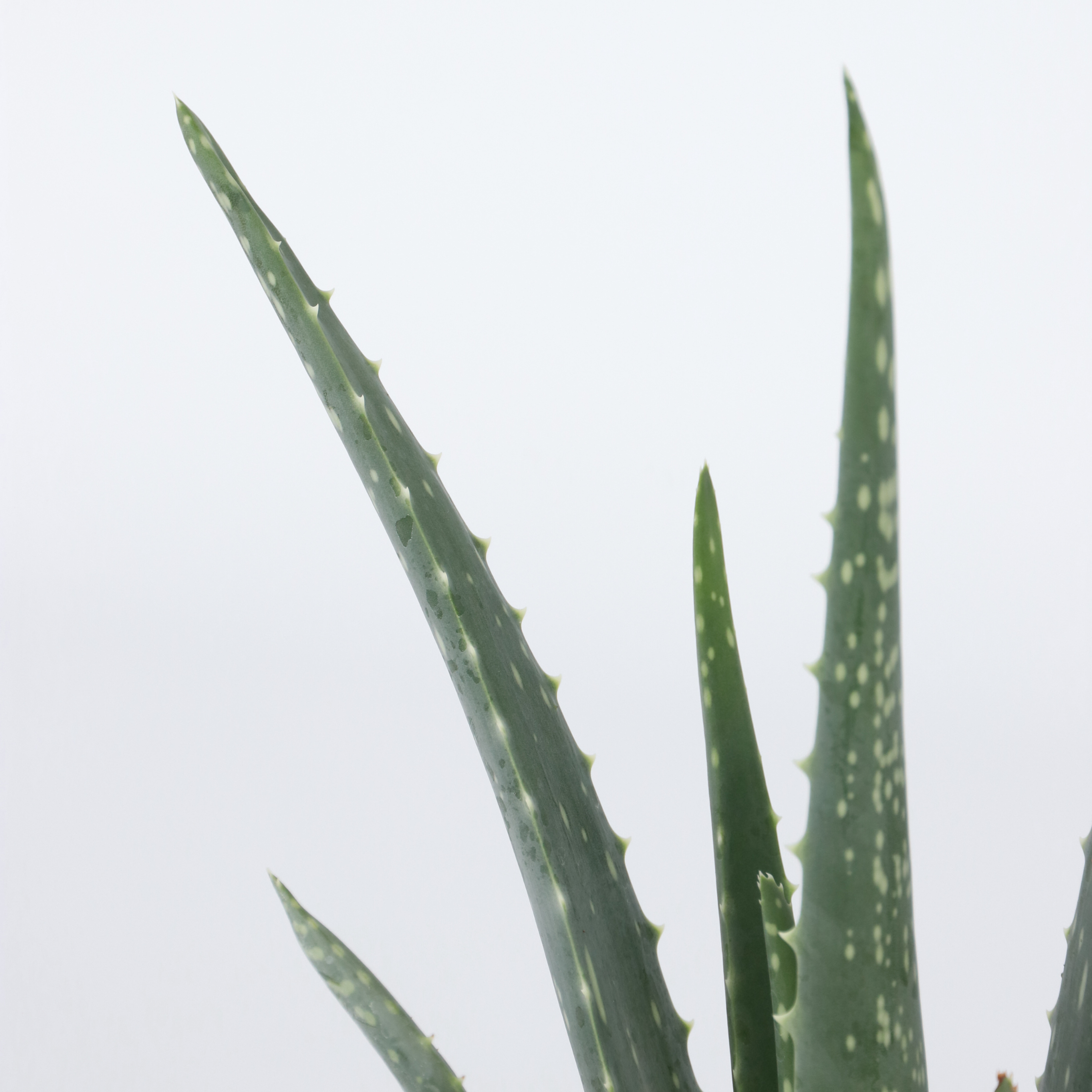 Aloe vera - Sæt med 2 - Aloe barbadensis