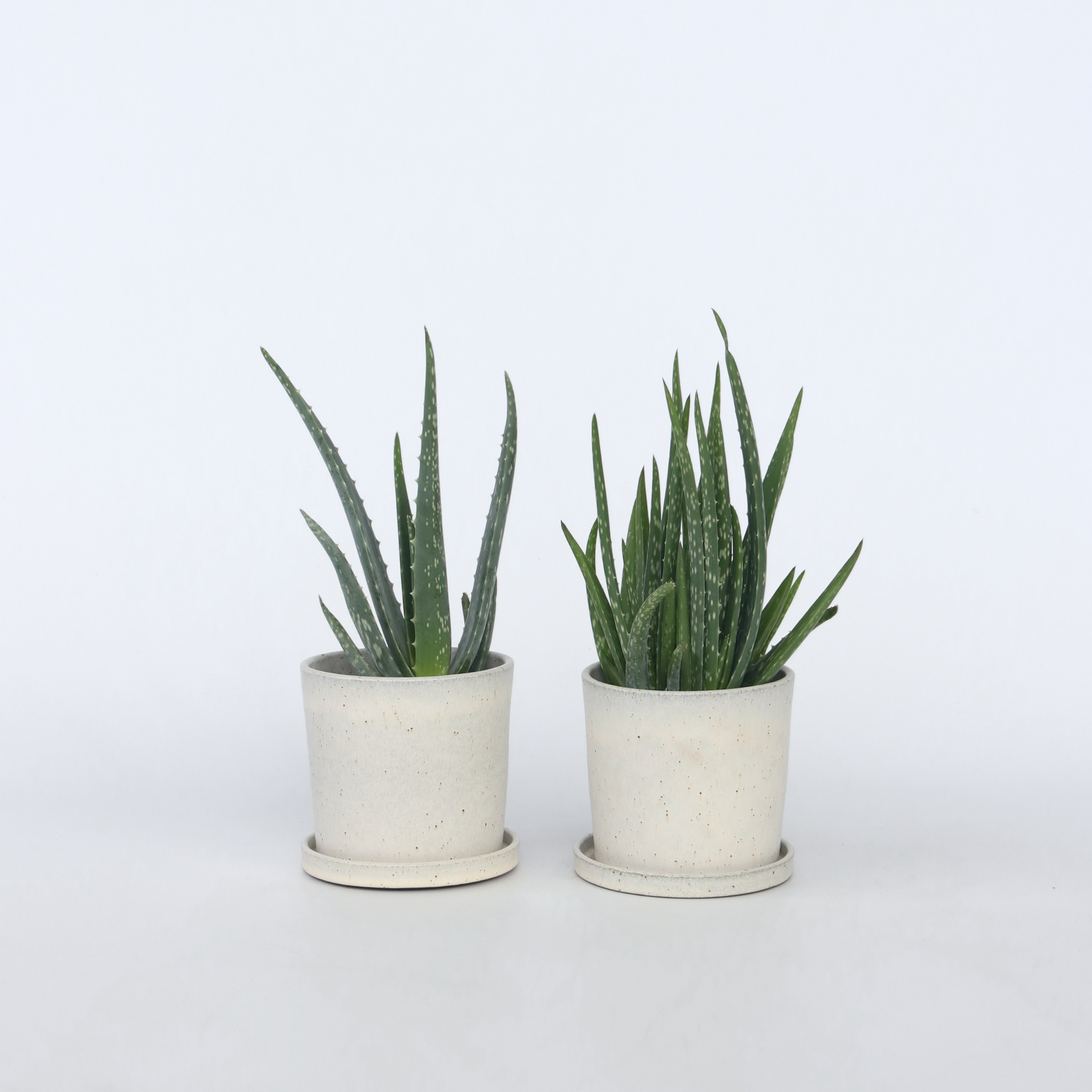 Aloe vera - Sæt med 2 - Aloe barbadensis