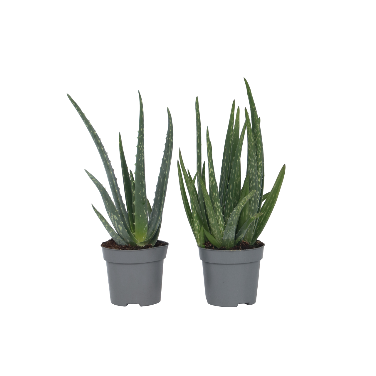 Aloe vera - Sæt med 2 - Aloe barbadensis