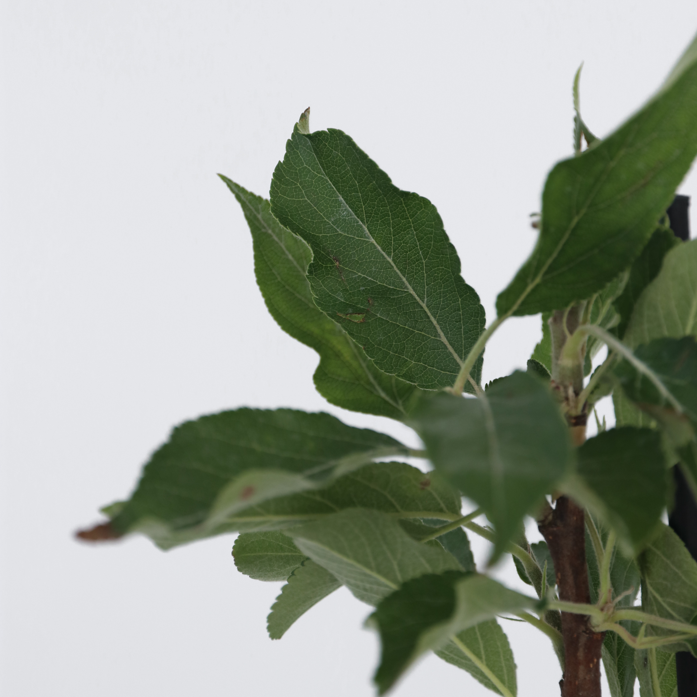 Æbletræ - Sæt med 3 - Malus