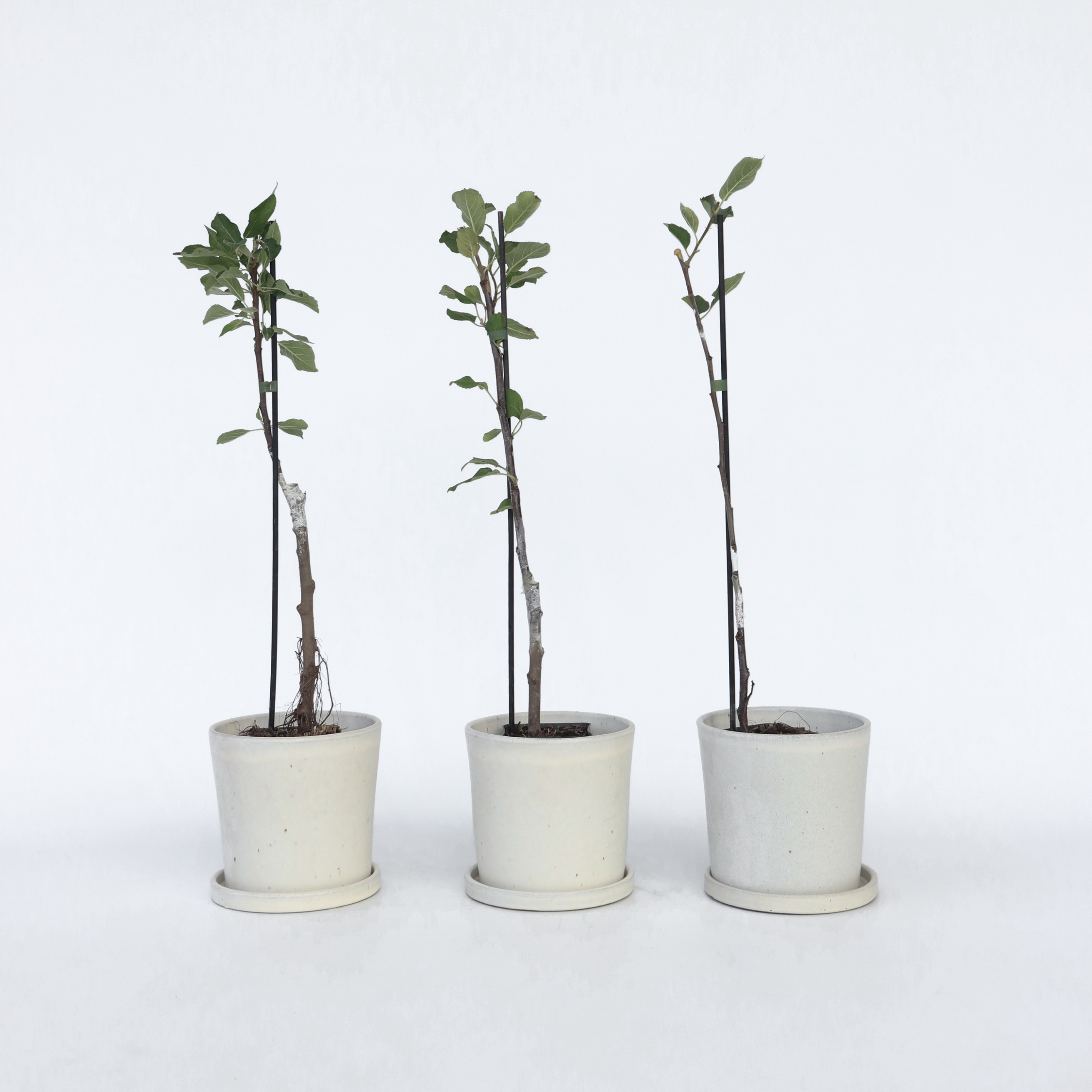 Æbletræ - Sæt med 3 - Malus