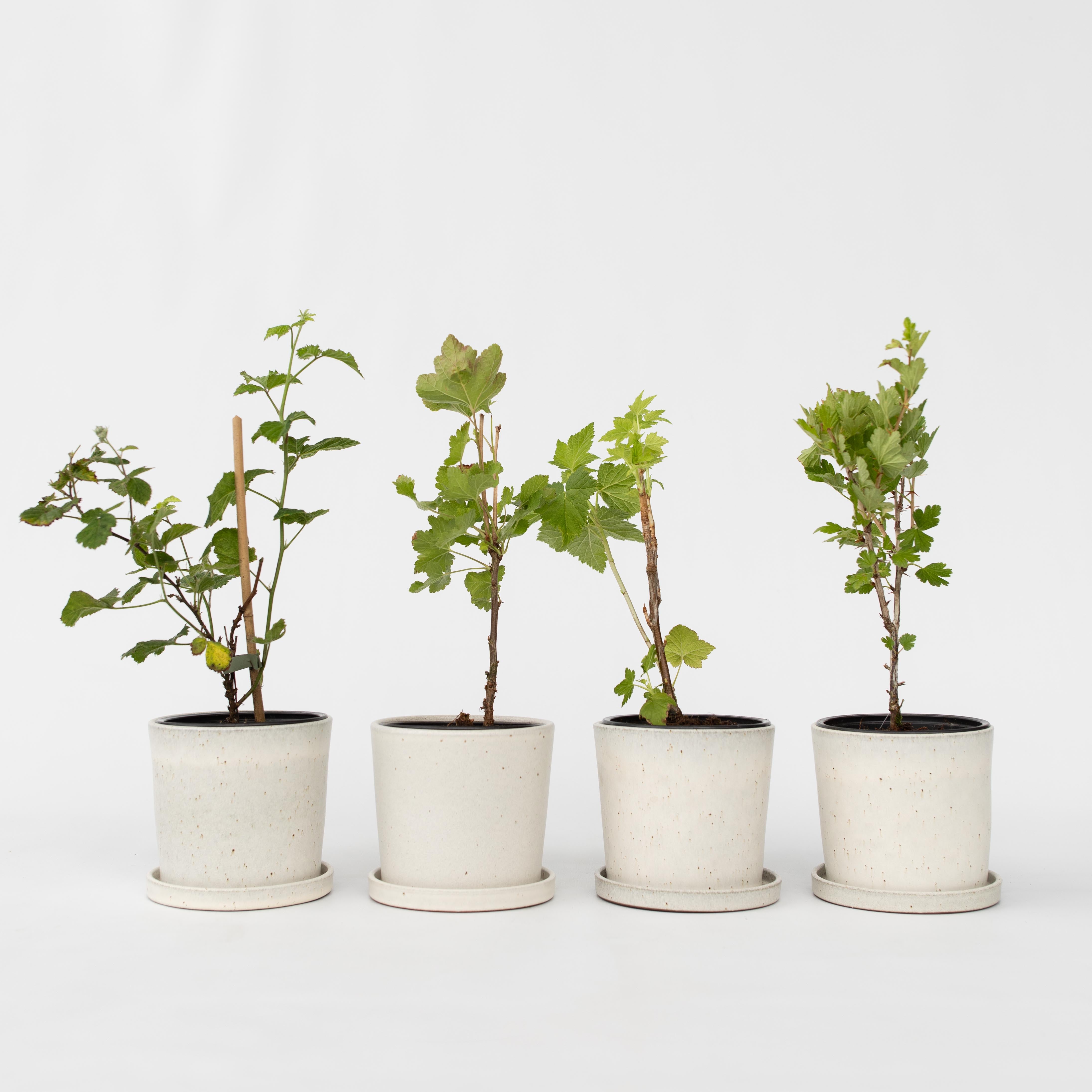 Bærplanter - Sæt med 4 - Rubus, rubrum, Uva, Fructosus