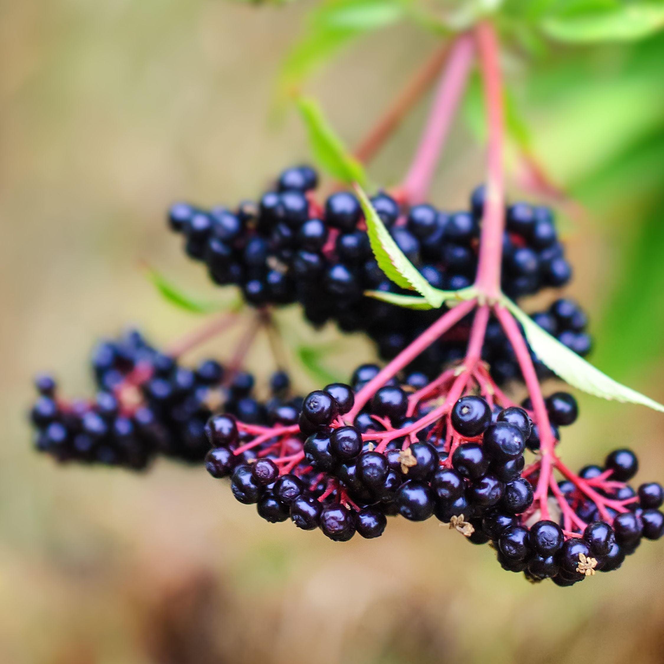 Bærplanter - Sæt med 4 - Rubus, rubrum, Uva, Fructosus
