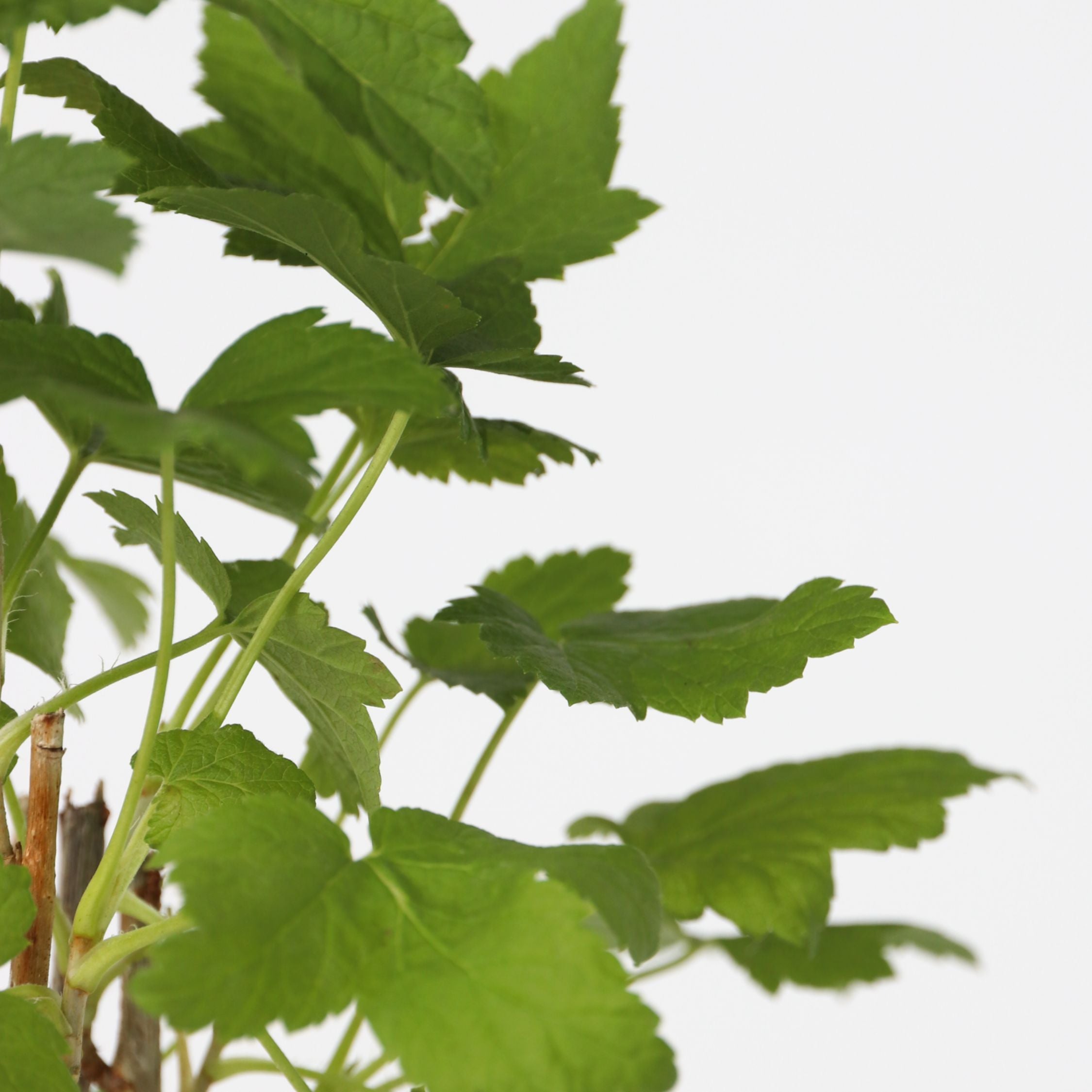 Bærplanter - Sæt med 4 - Rubus, rubrum, Uva, Fructosus