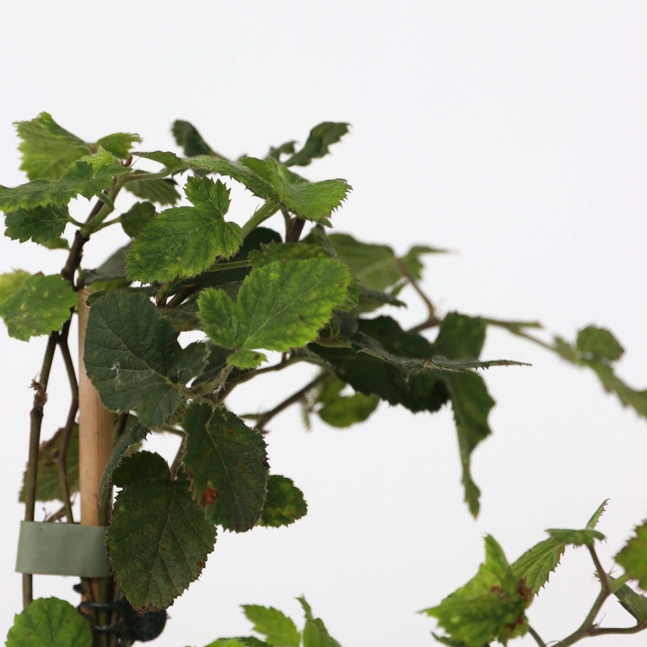 Bærplanter - Sæt med 4 - Rubus, rubrum, Uva, Fructosus