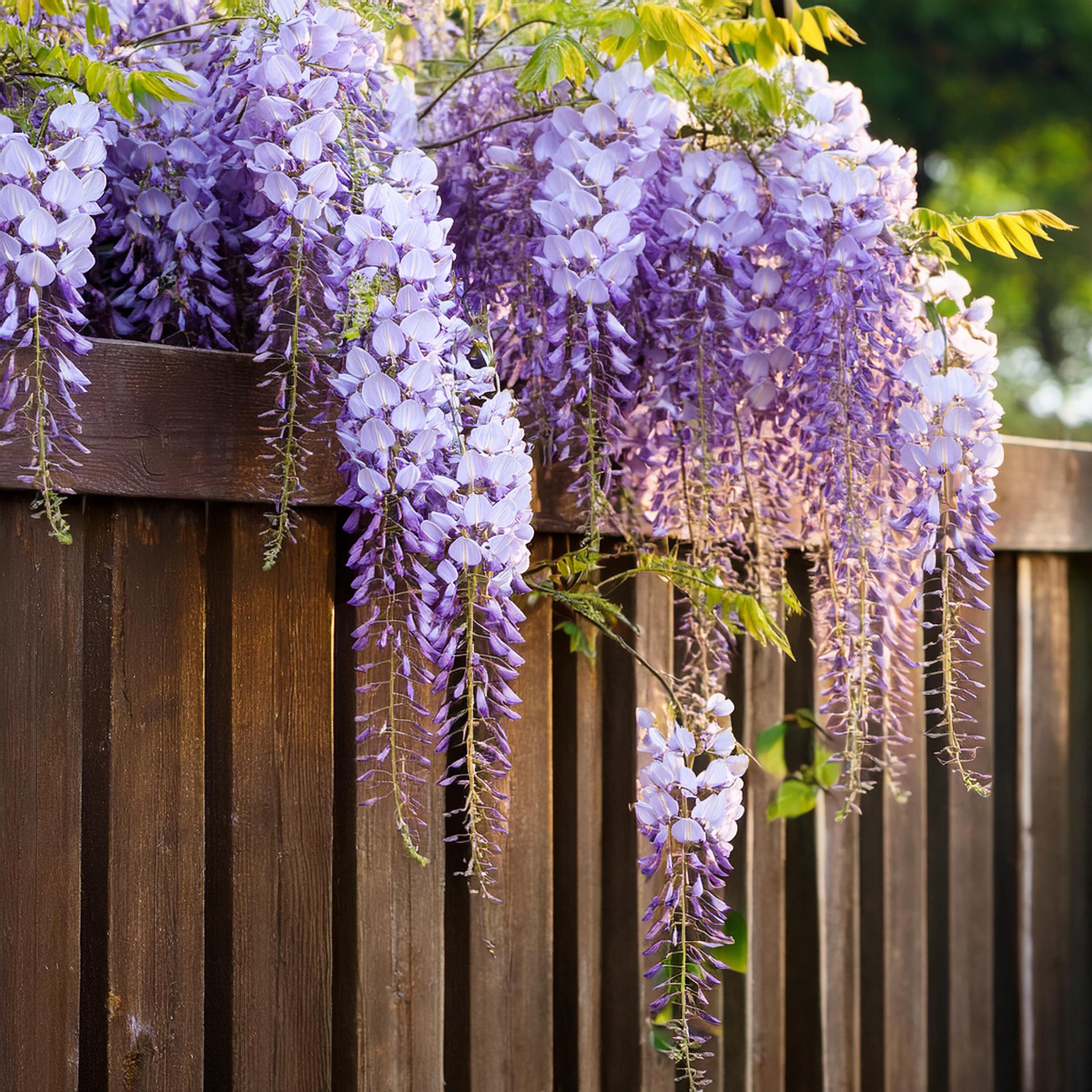Kinesisk blåregn - Sæt med 3 - Wisteria sinensis