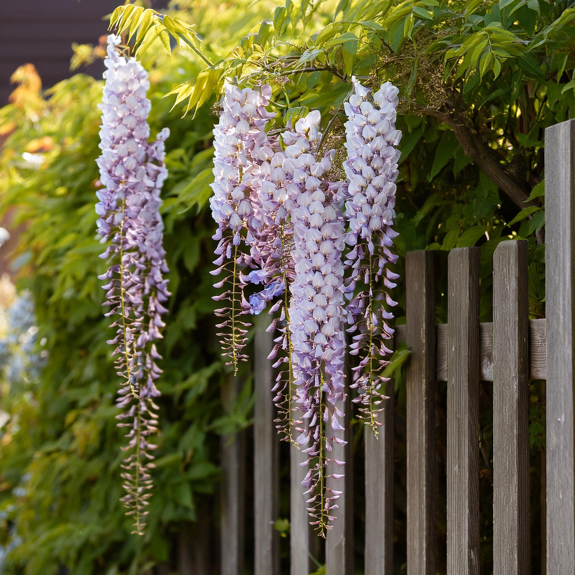 Kinesisk blåregn - Sæt med 3 - Wisteria sinensis