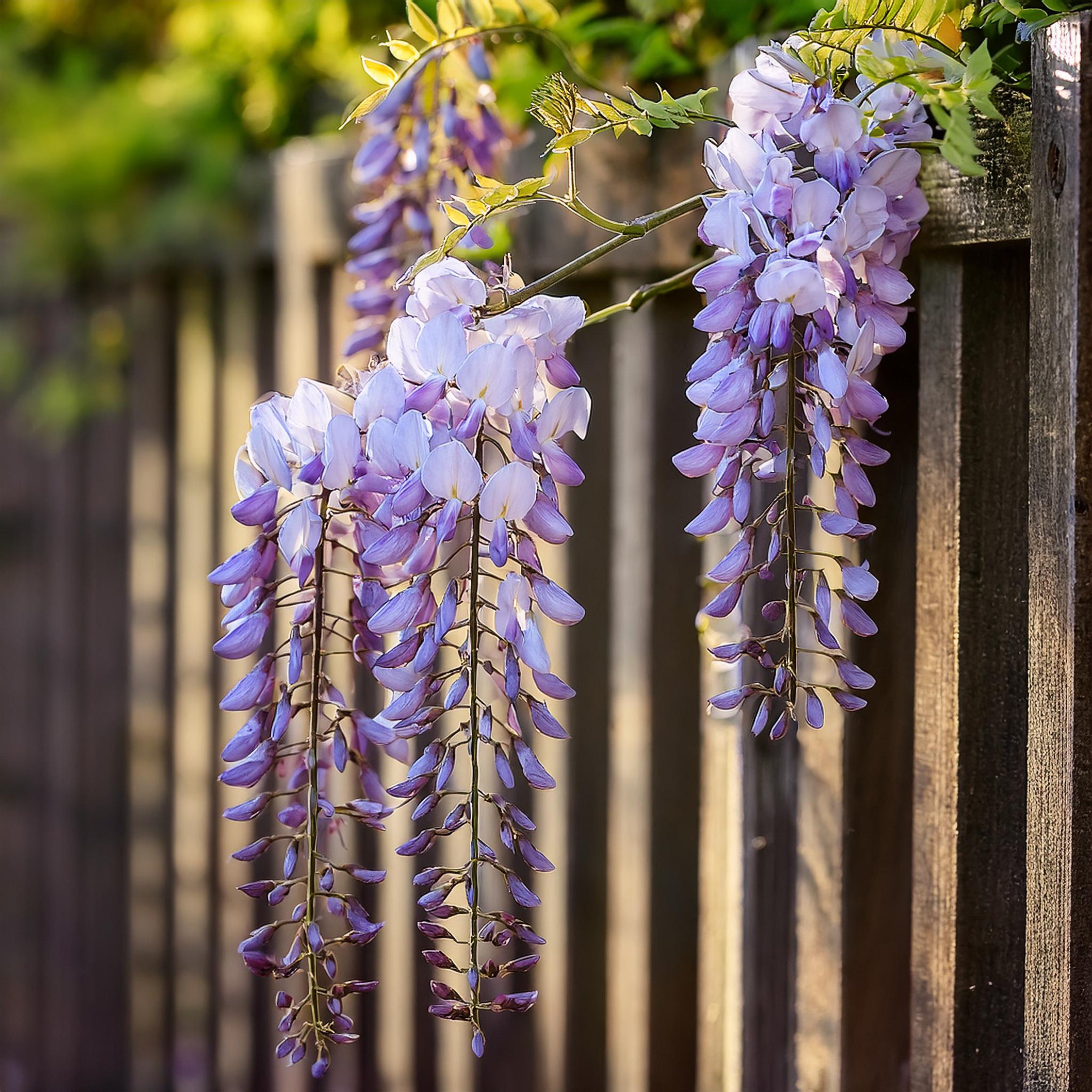 Kinesisk blåregn - Sæt med 3 - Wisteria sinensis