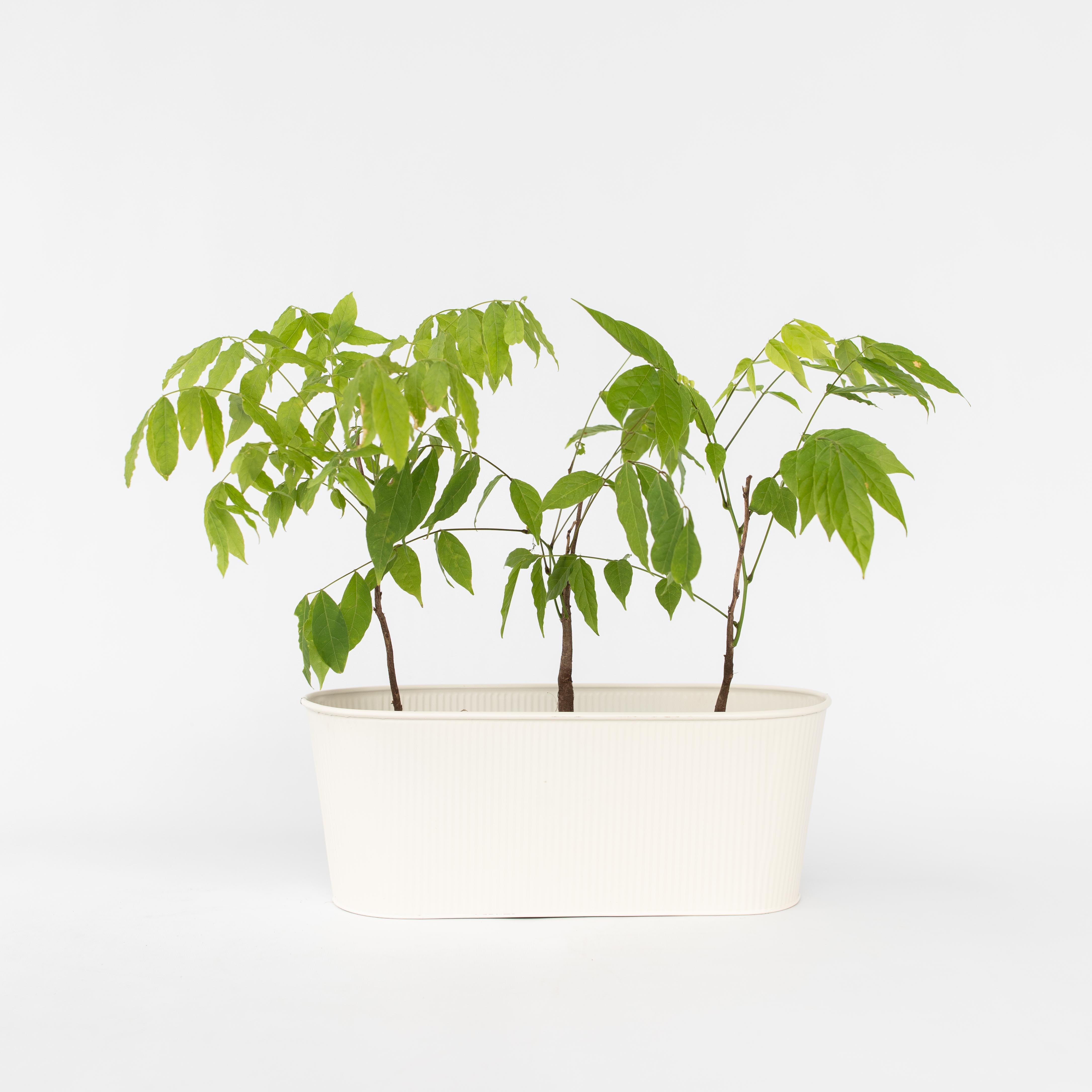 Kinesisk blåregn - Sæt med 3 - Wisteria sinensis