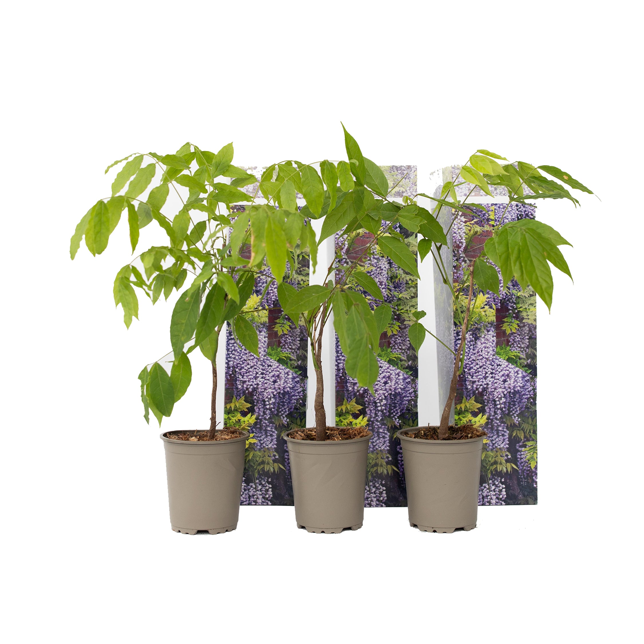 Kinesisk blåregn - Sæt med 3 - Wisteria sinensis