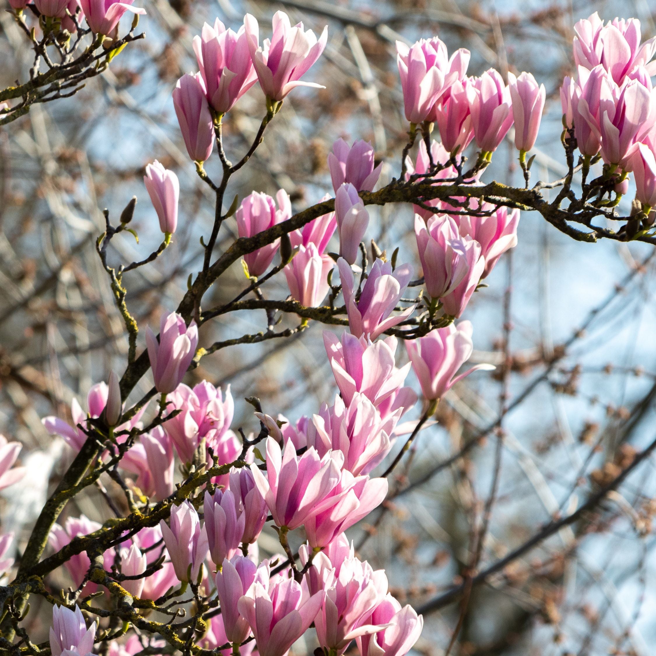 Magnoliablande - Sæt med 3 - Magnolia