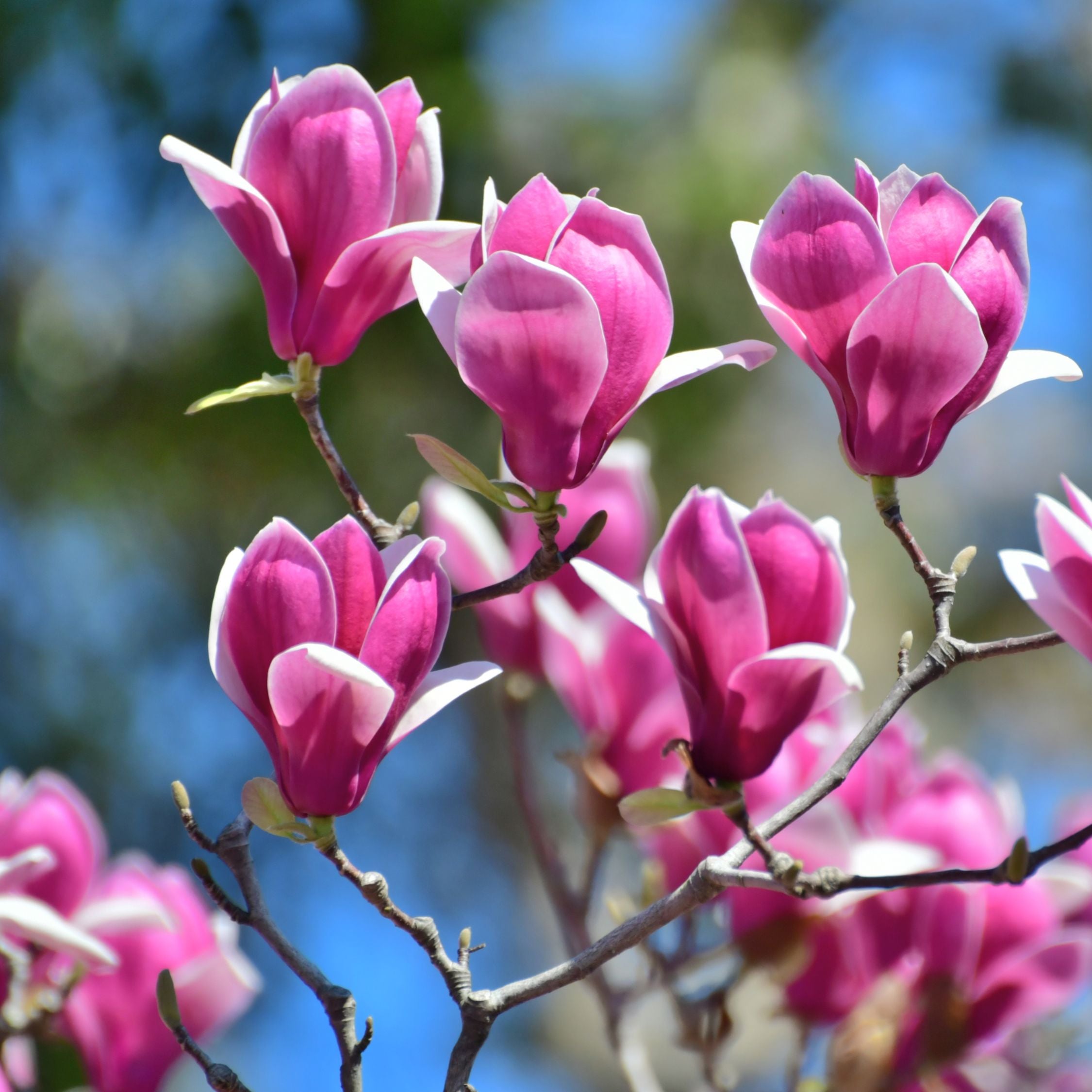 Magnoliablande - Sæt med 3 - Magnolia