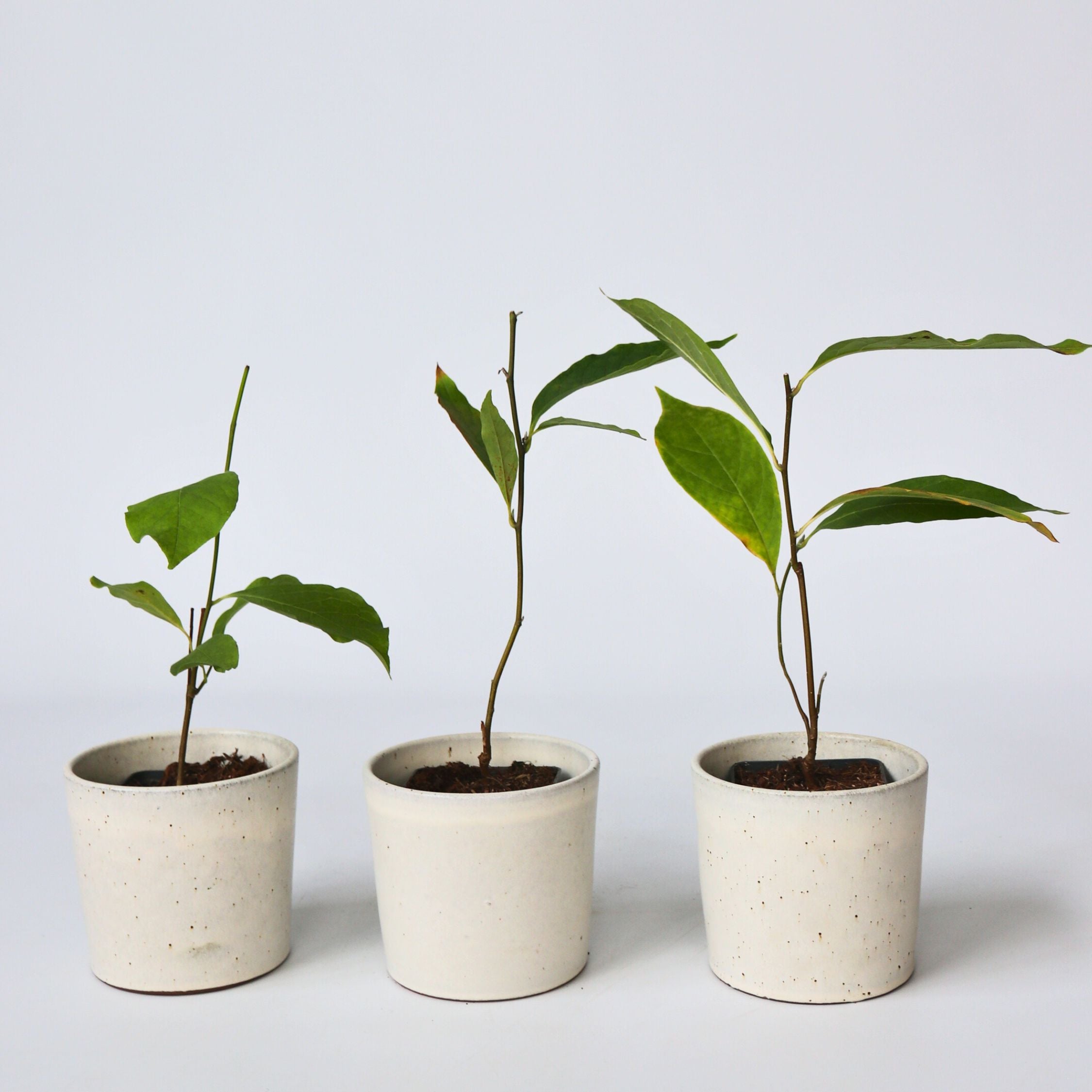 Magnoliablande - Sæt med 3 - Magnolia