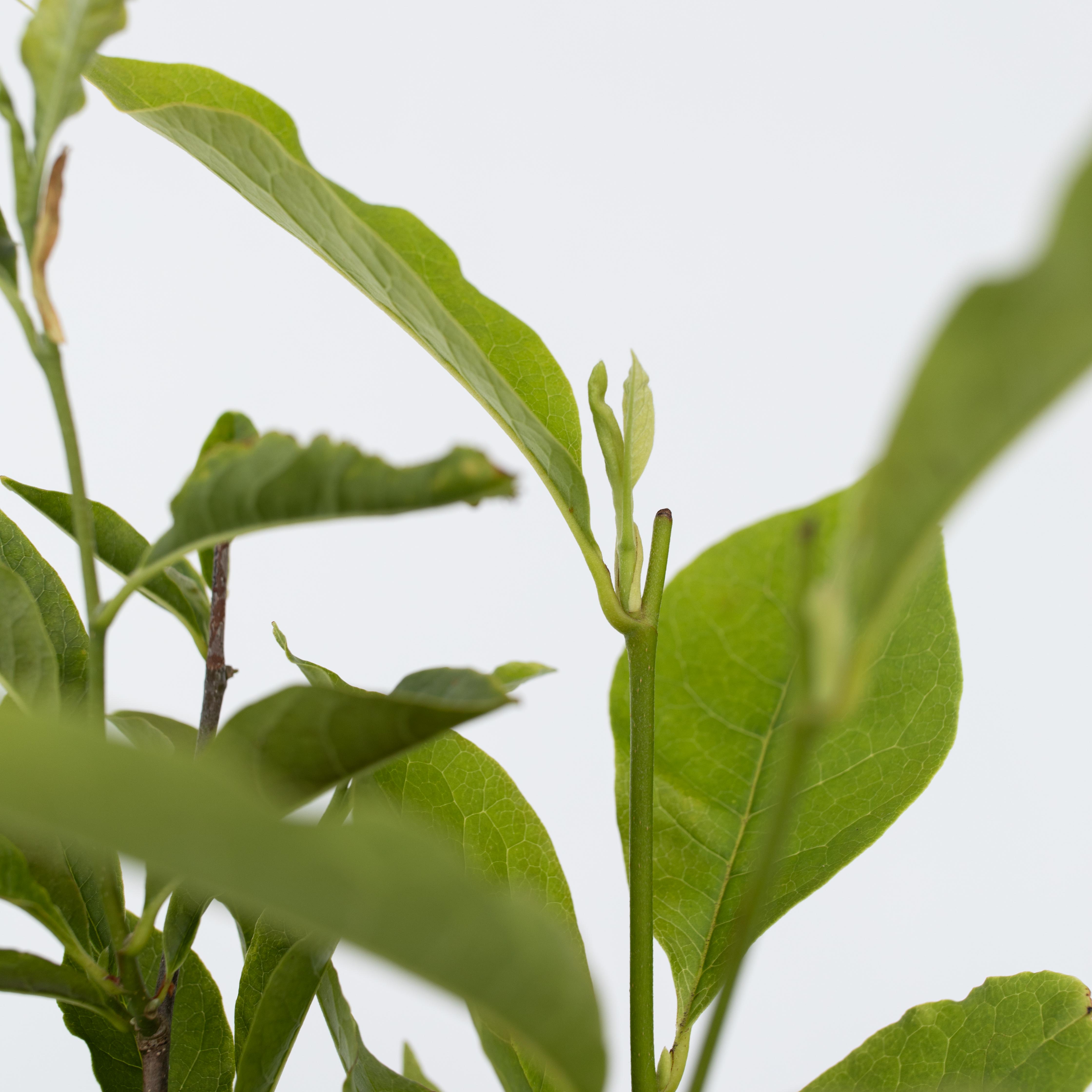 Magnoliabuske - Sæt med 3 - Magnolia 'Stellata'