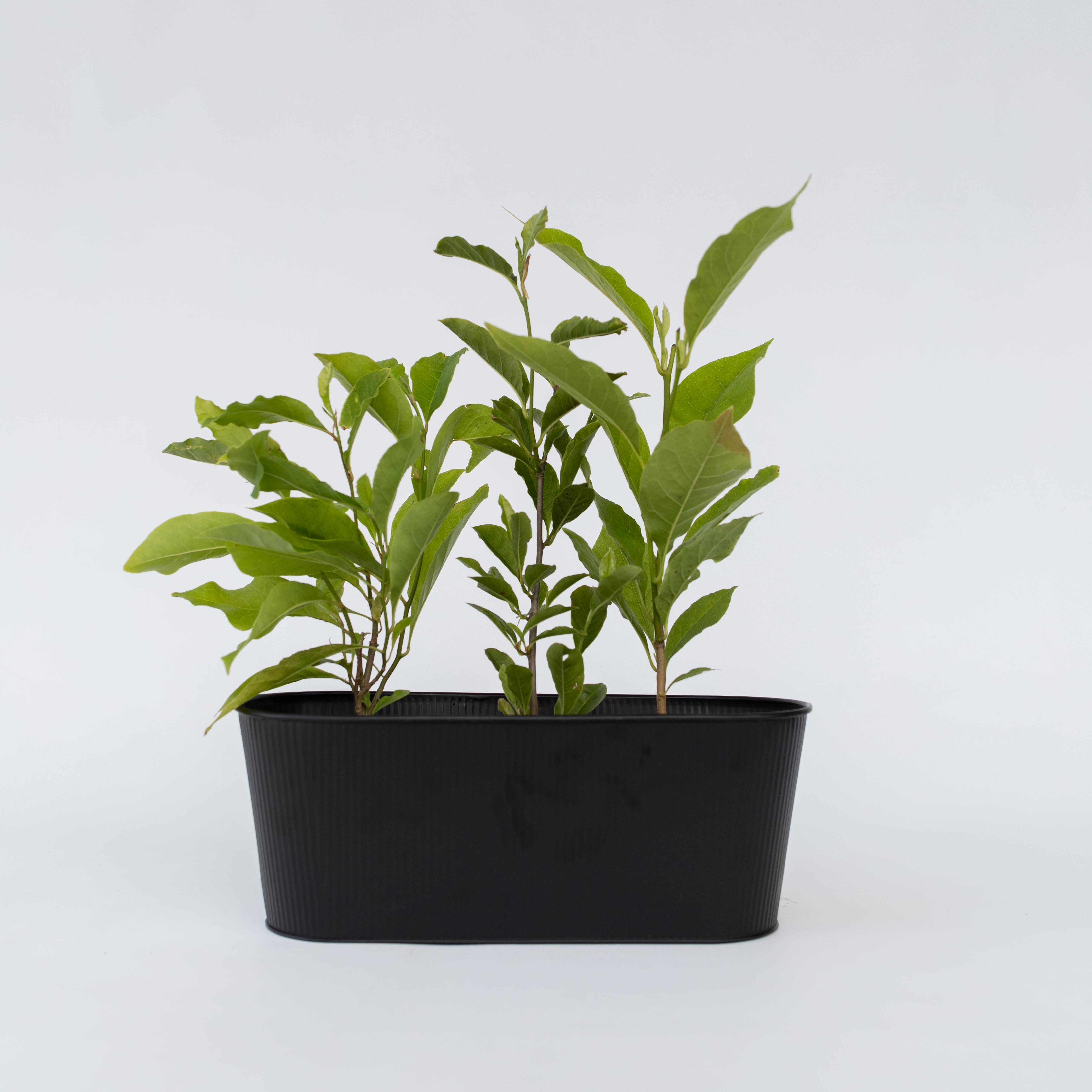 Magnoliabuske - Sæt med 3 - Magnolia 'Susan'