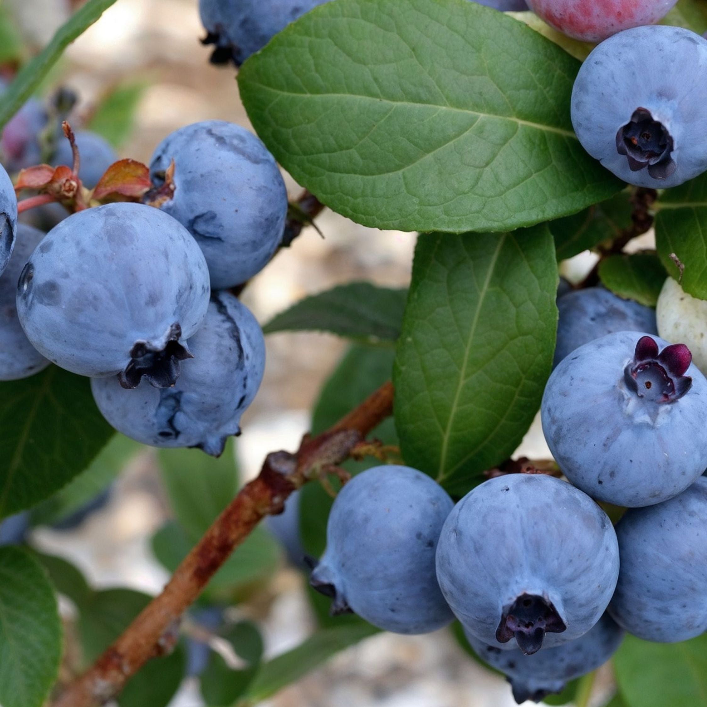 Blåbær - Sæt med 3 - Vaccinium corymbosum 'Sunshine Blue'