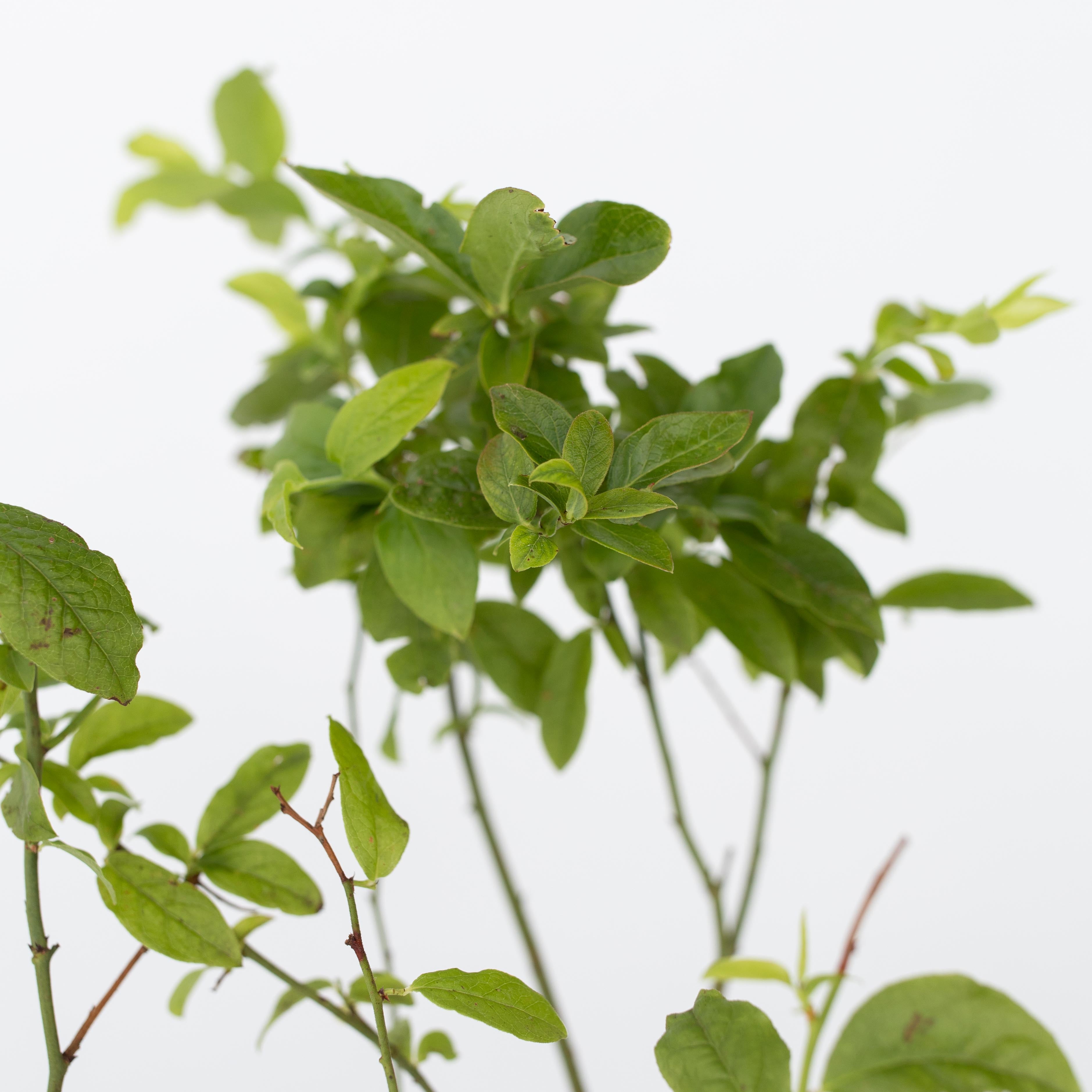 Blåbær - Sæt med 3 - Vaccinium corymbosum 'Sunshine Blue'