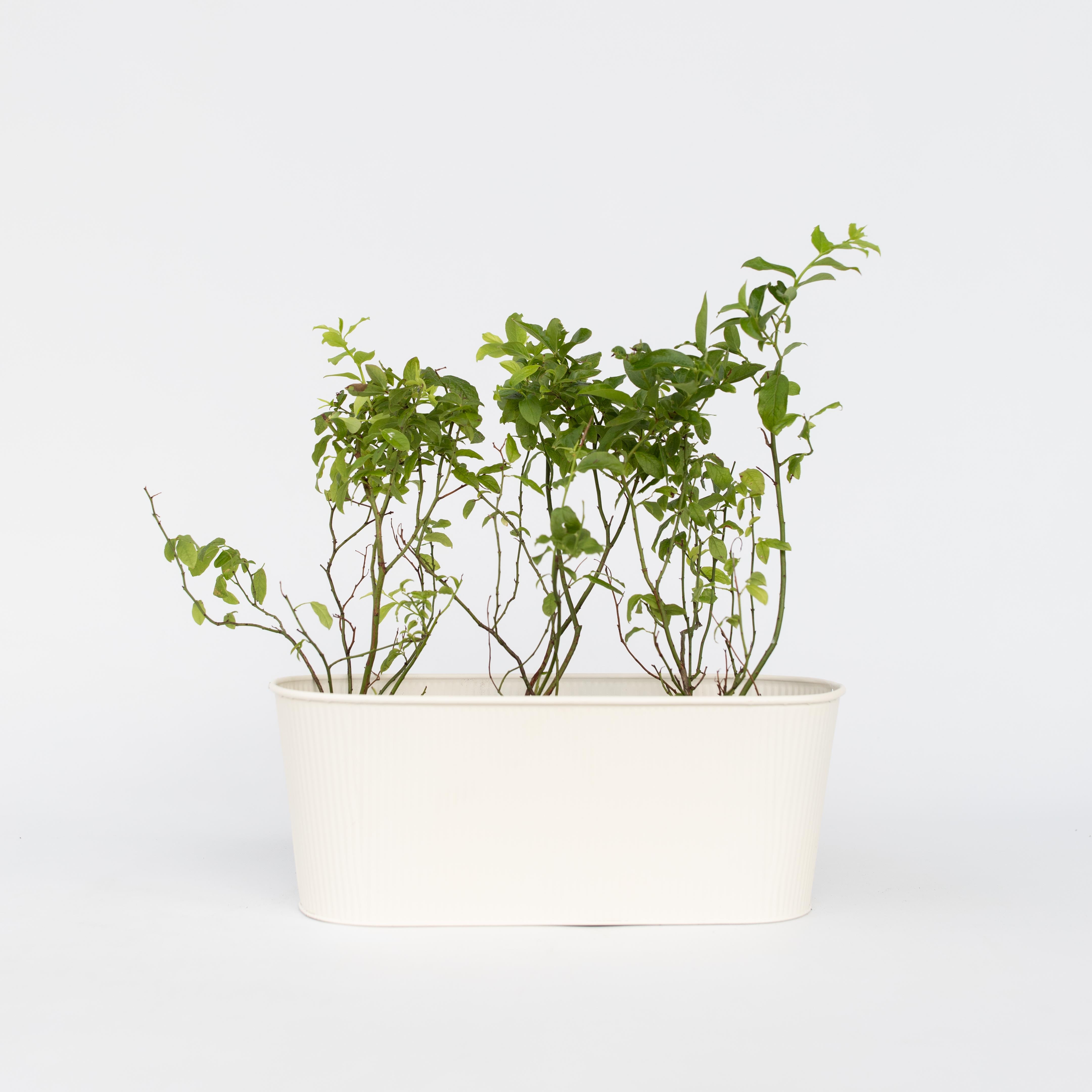 Blåbær - Sæt med 3 - Vaccinium corymbosum 'Sunshine Blue'