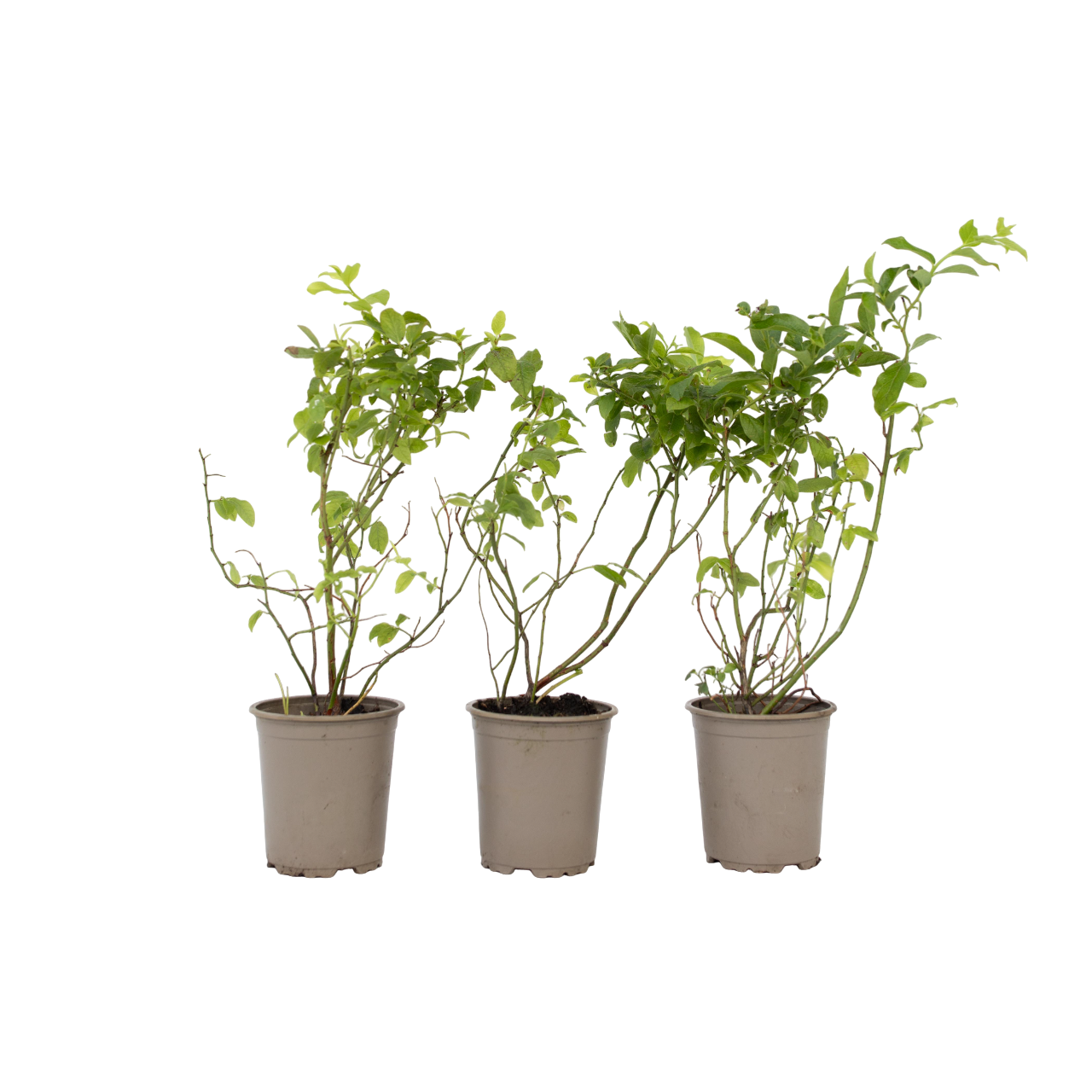 Blåbær - Sæt med 3 - Vaccinium corymbosum 'Sunshine Blue'