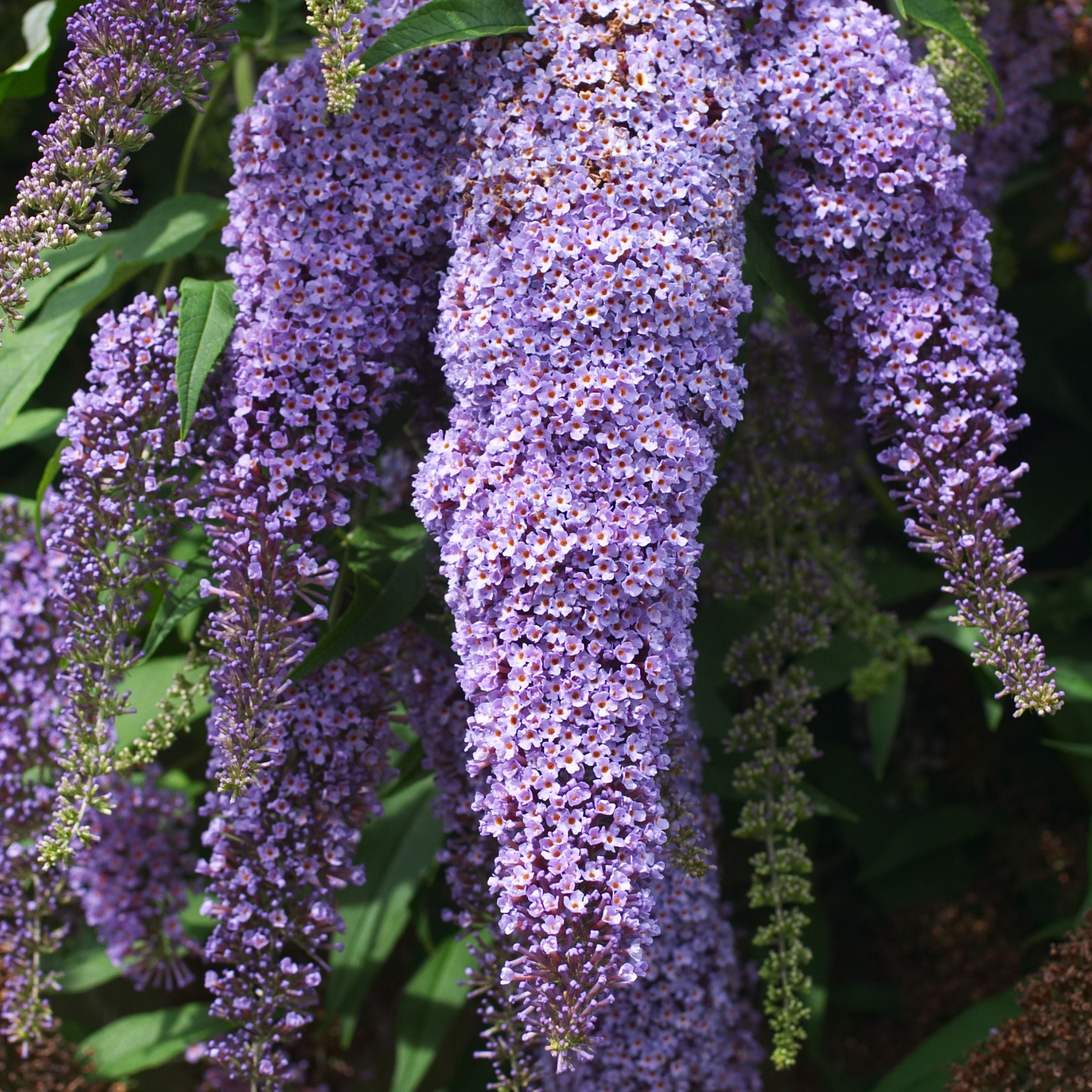 Sommerfuglebusk - Sæt 3 - Buddleja davidii 'Nanho Blue'