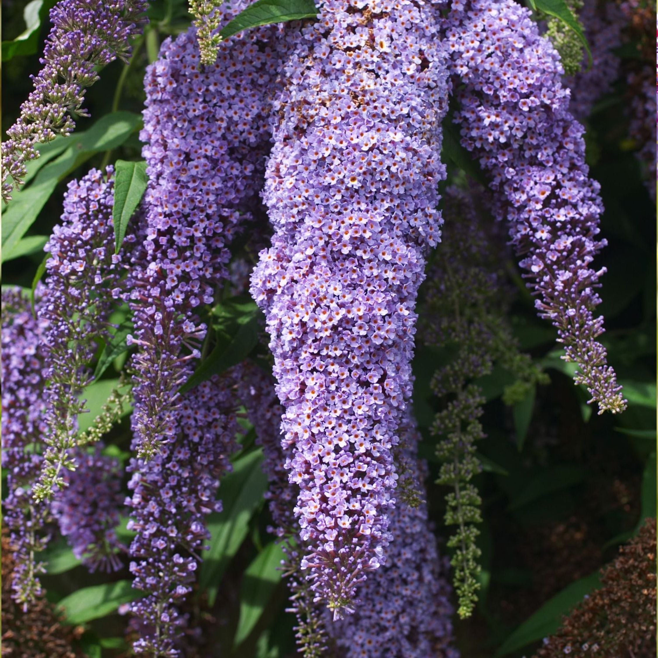 Sommerfuglebusk - Sæt med 3 - Buddleja davidii