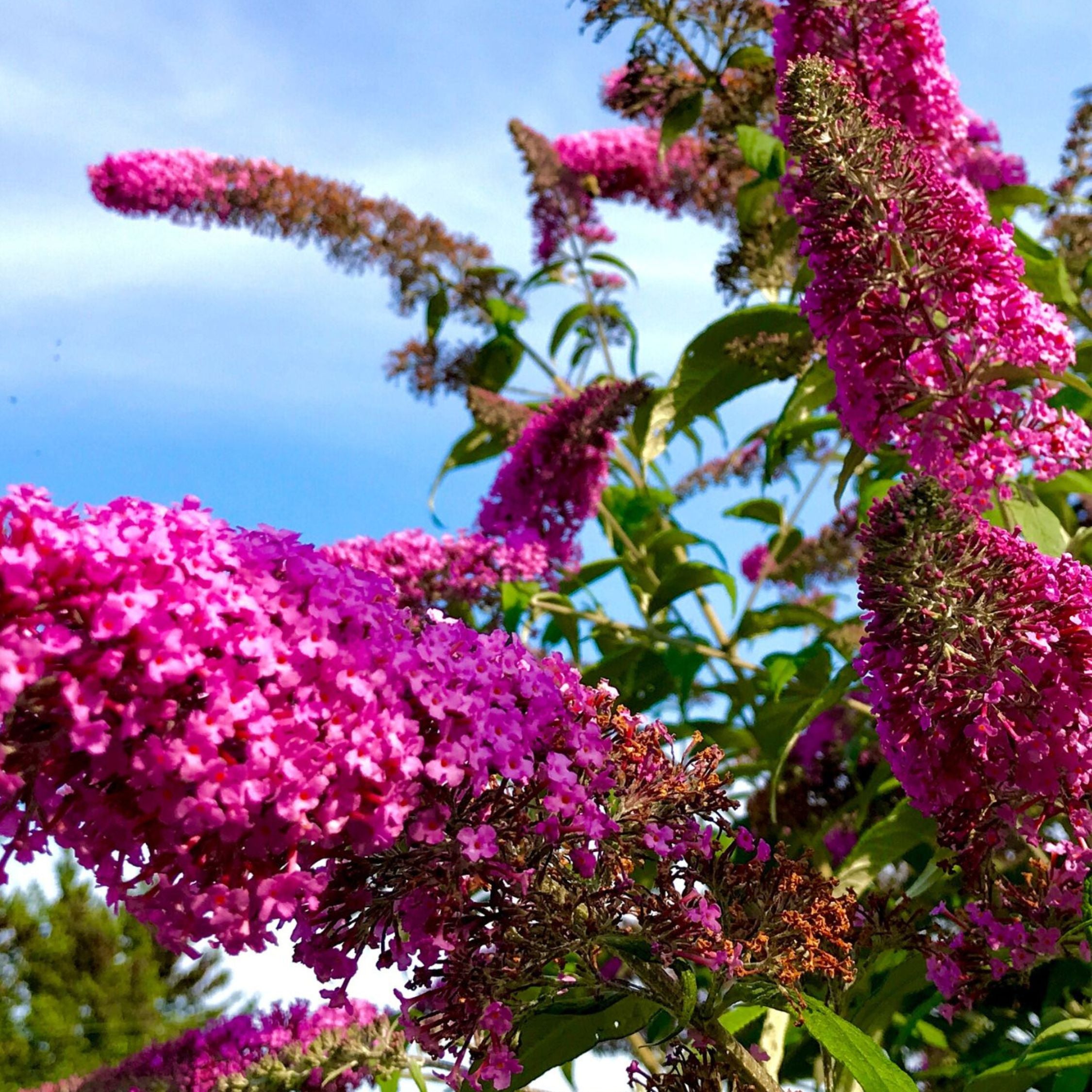Sommerfuglebusk - Sæt med 3 - Buddleja davidii