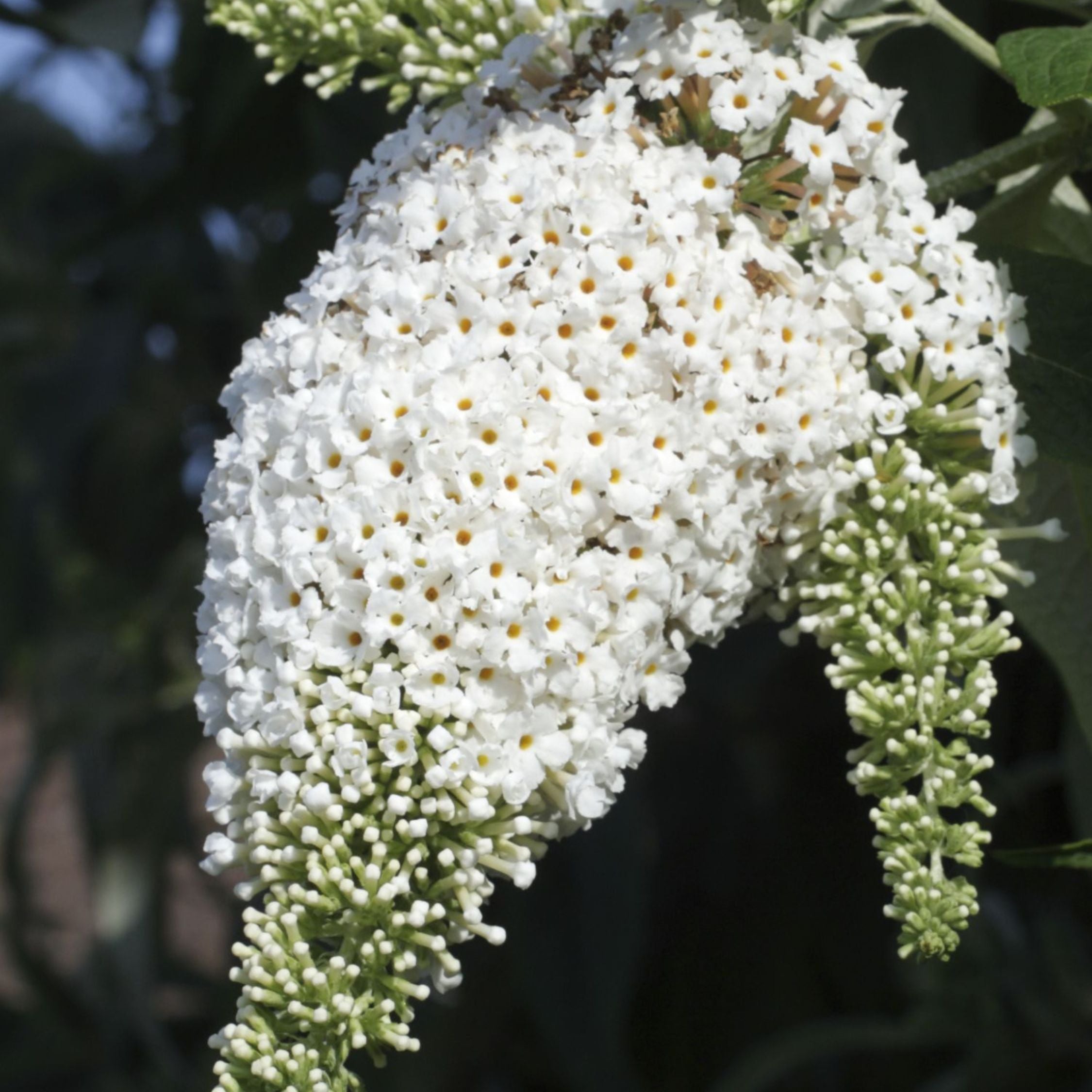 Sommerfuglebusk - Sæt med 3 - Buddleja davidii