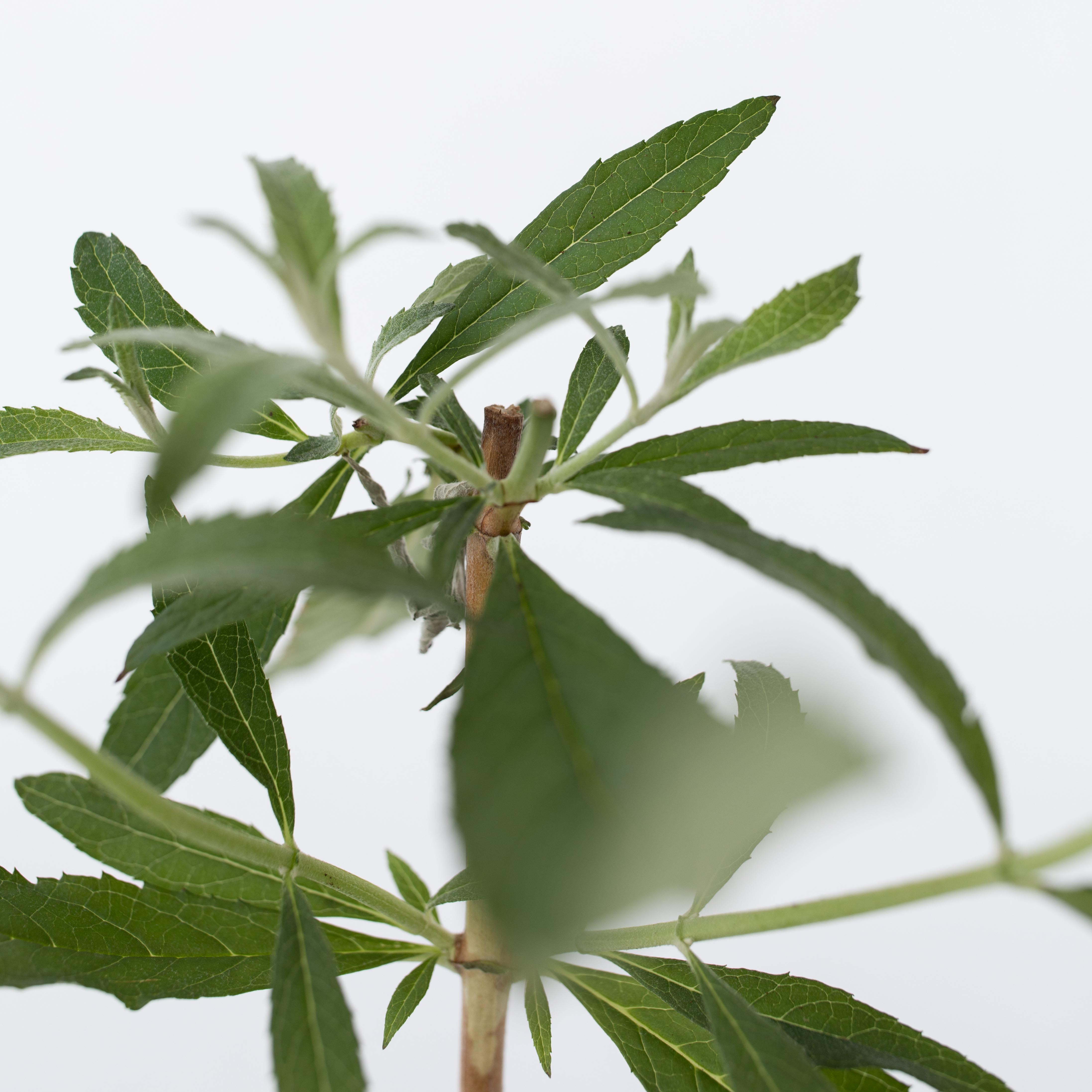 Sommerfuglebusk - Sæt med 3 - Buddleja davidii