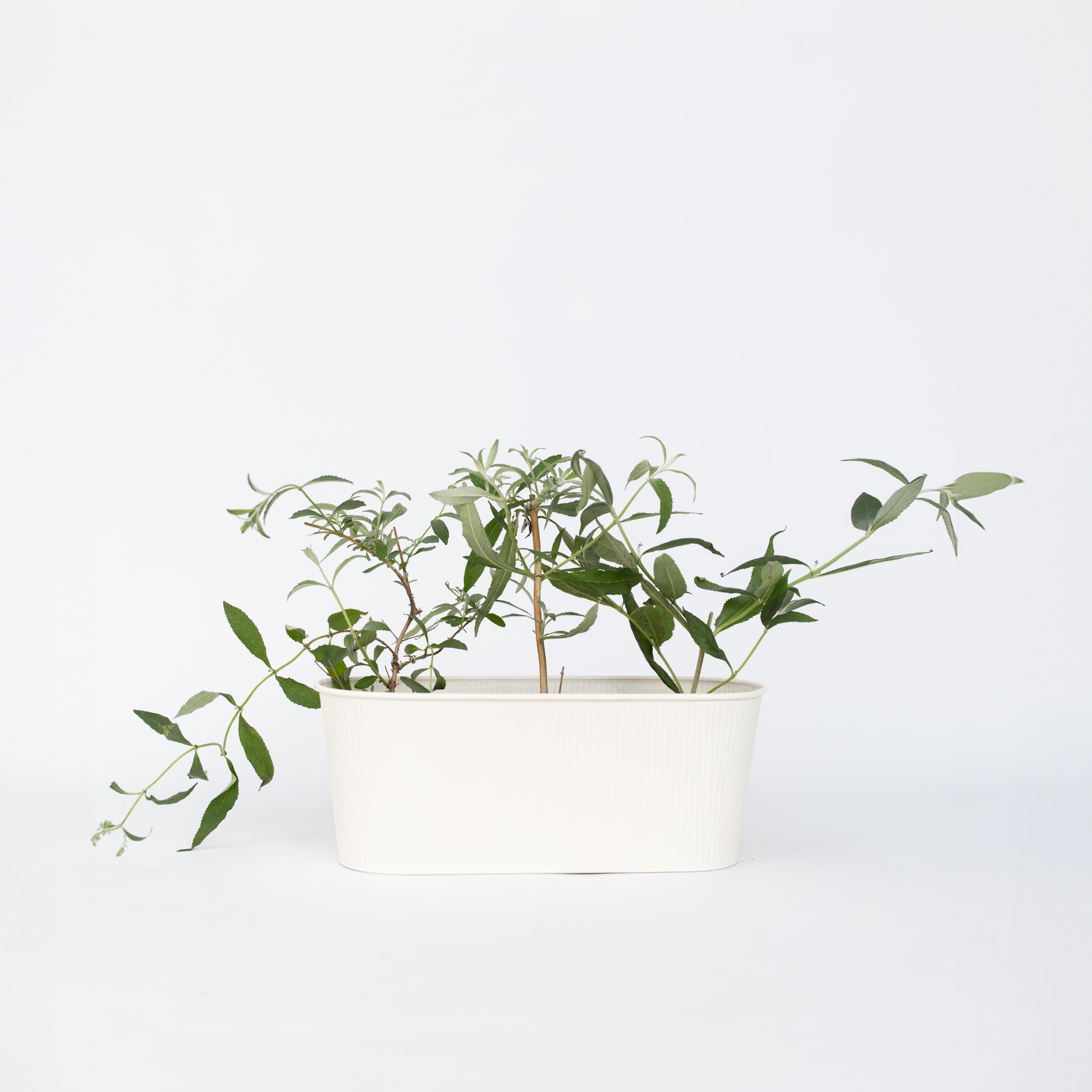 Sommerfuglebusk - Sæt med 3 - Buddleja davidii