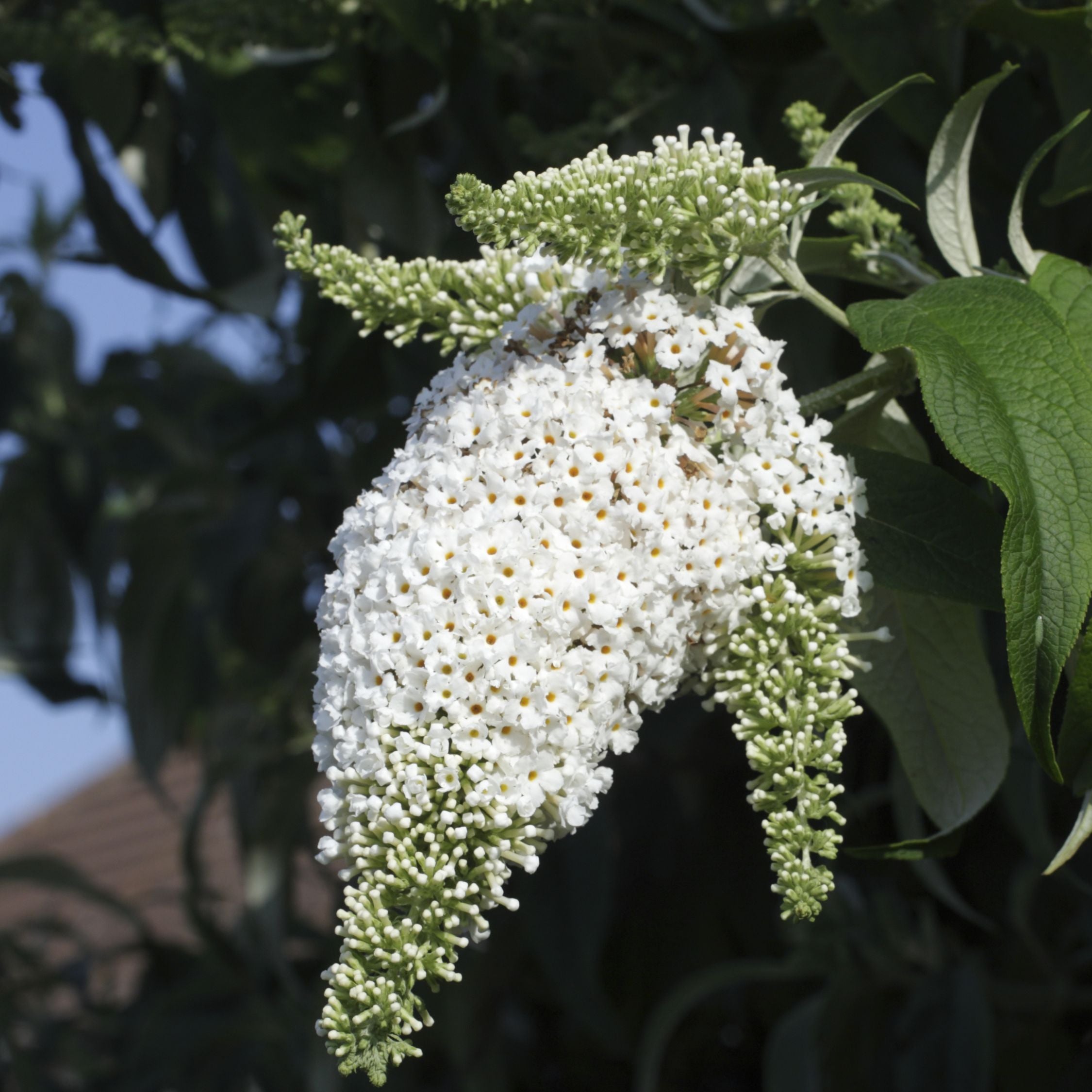 Sommerfuglebusk - Sæt med 3 - Buddleja 'White Profusion'