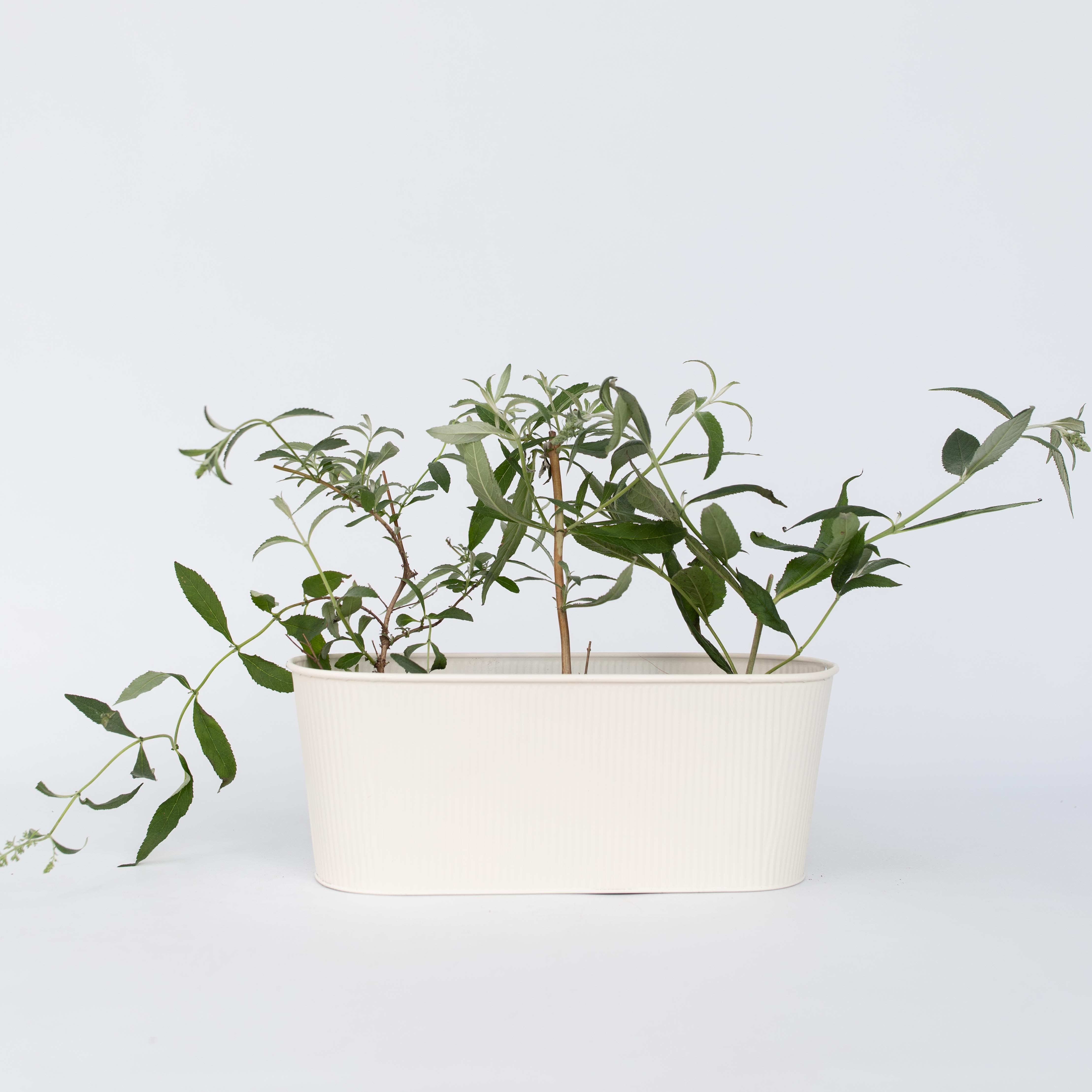 Sommerfuglebusk - Sæt med 3 - Buddleja 'White Profusion'