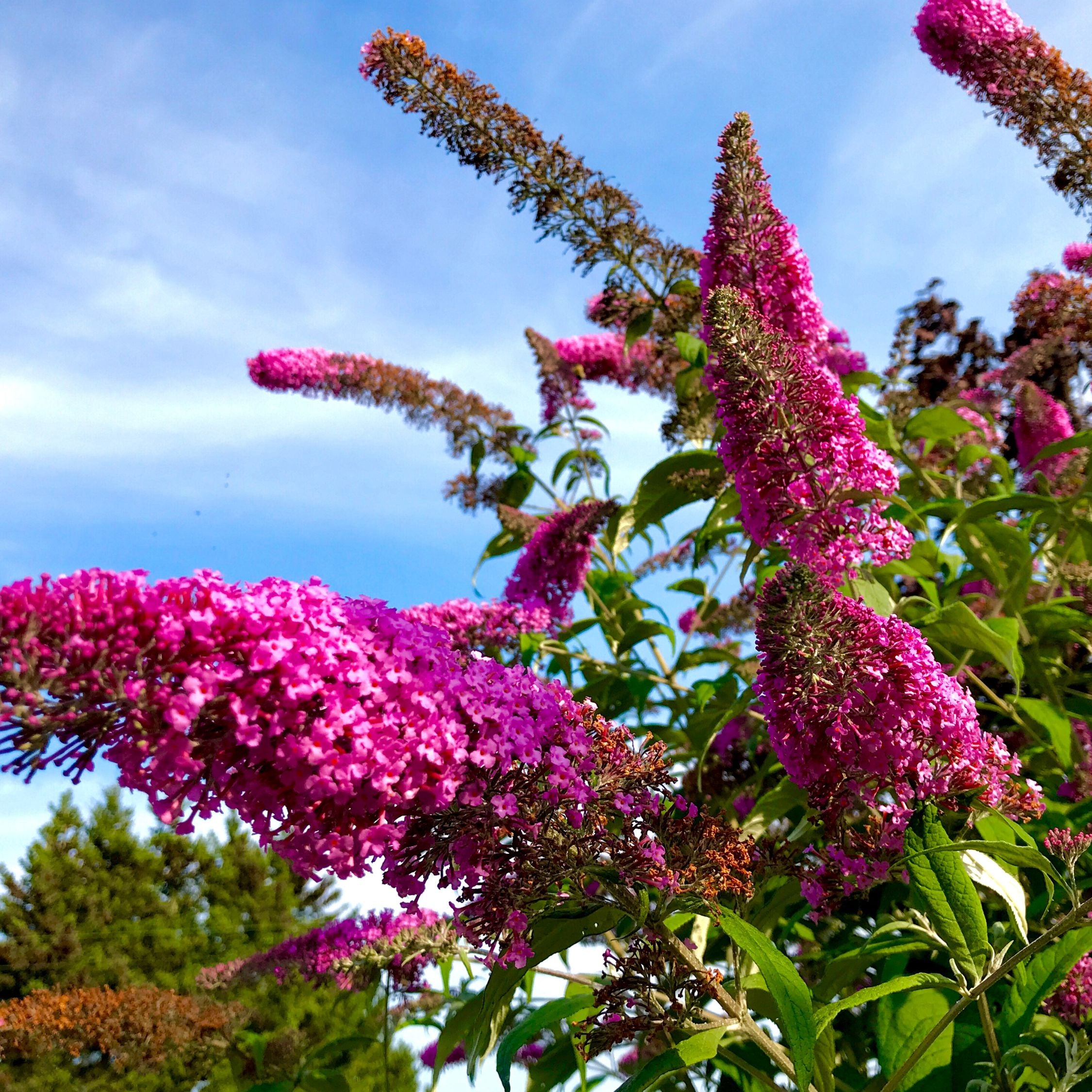 Sommerfuglebusk - Sæt med 3 - Buddleja 'Pink Delight'