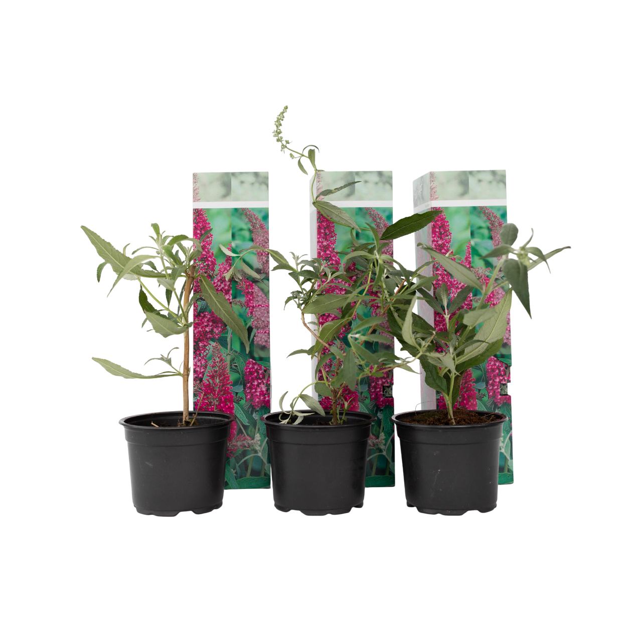 Sommerfuglebusk - Sæt med 3 - Buddleja 'Pink Delight'