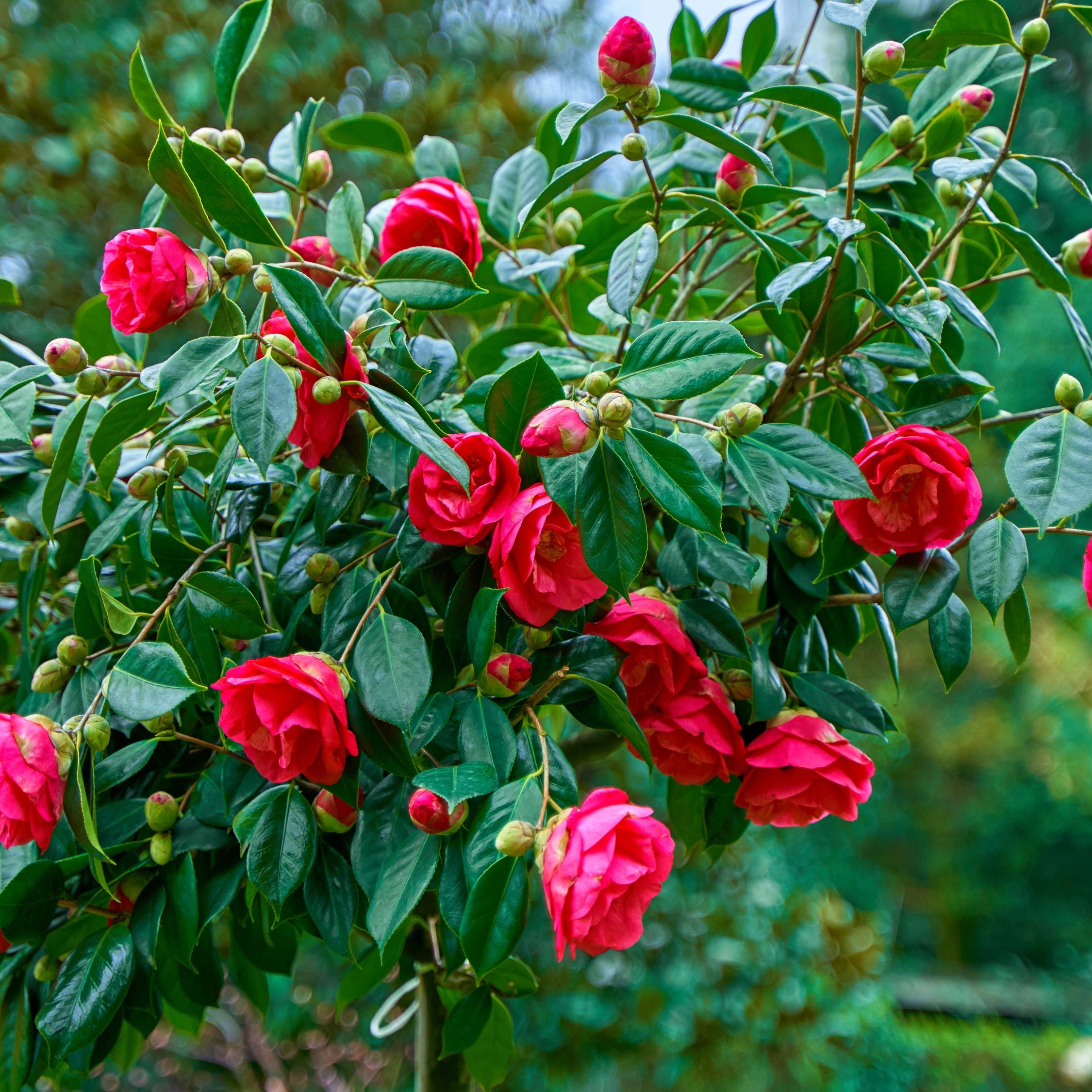 Kamelia japansk rose - Camellia japonica 'Dr. King'