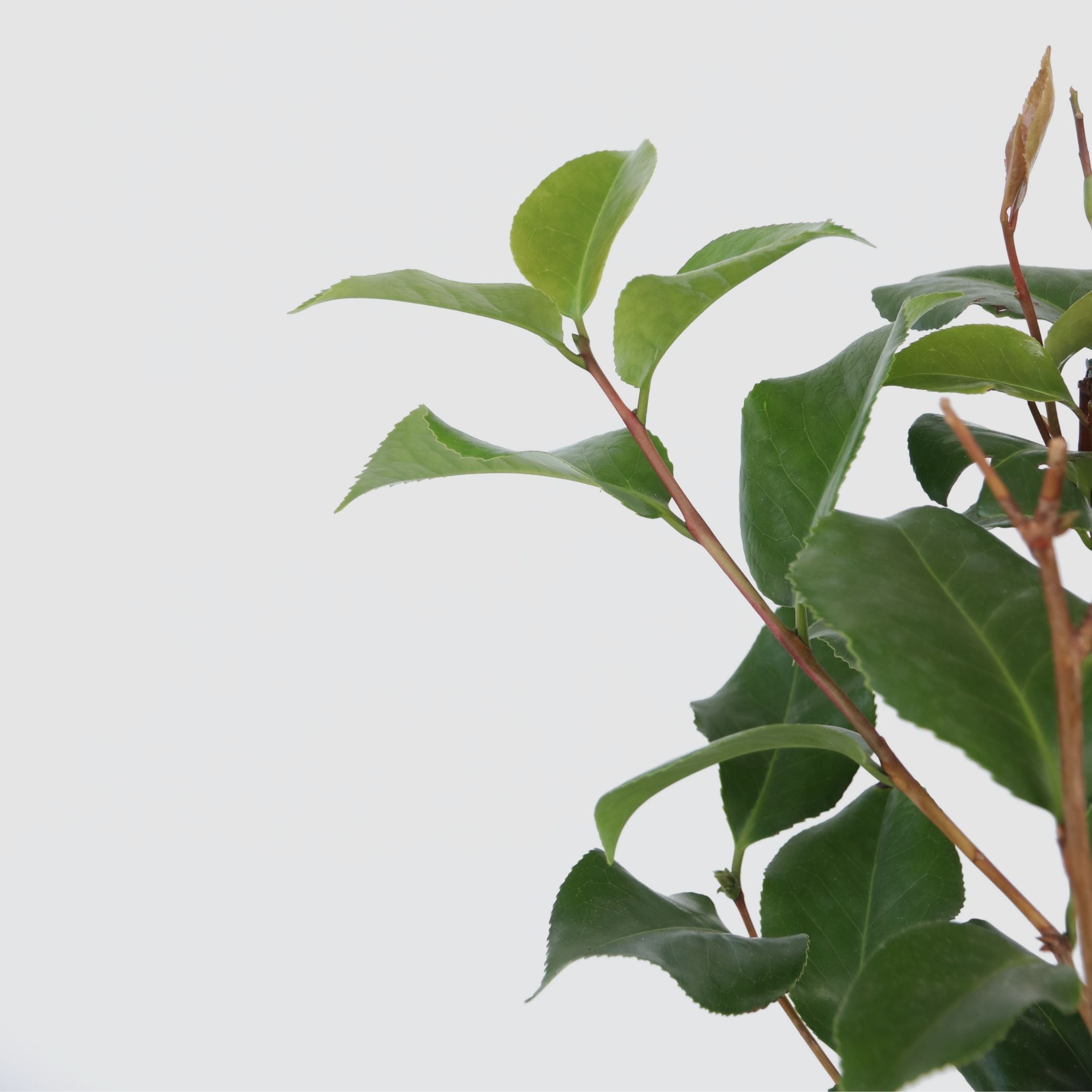 Kamelia japansk rose - Camellia japonica 'Dr. King'