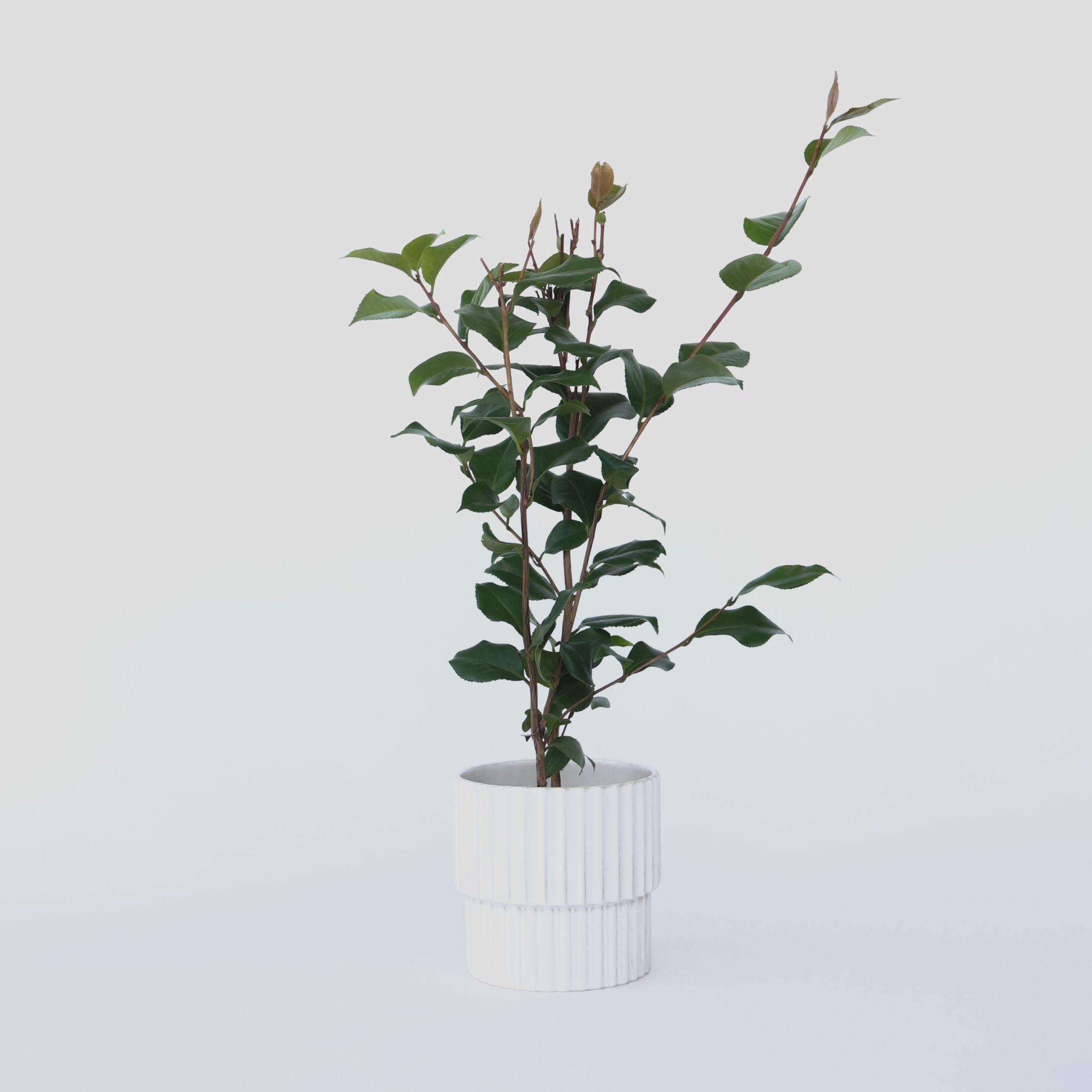 Kamelia japansk rose - Camellia japonica 'Dr. King'