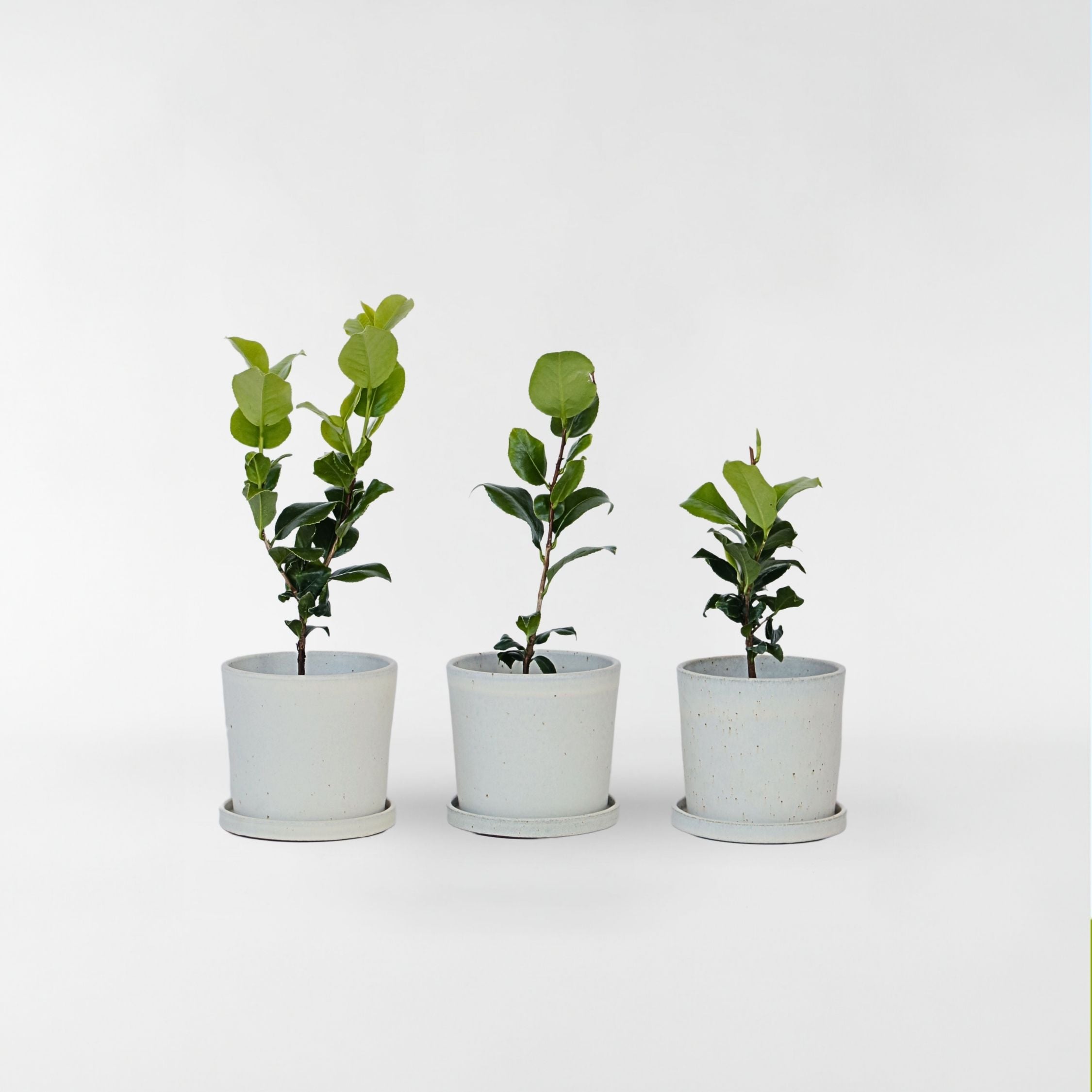 Kamelia japansk rose - Sæt med 3 - Camellia 'B. Field'