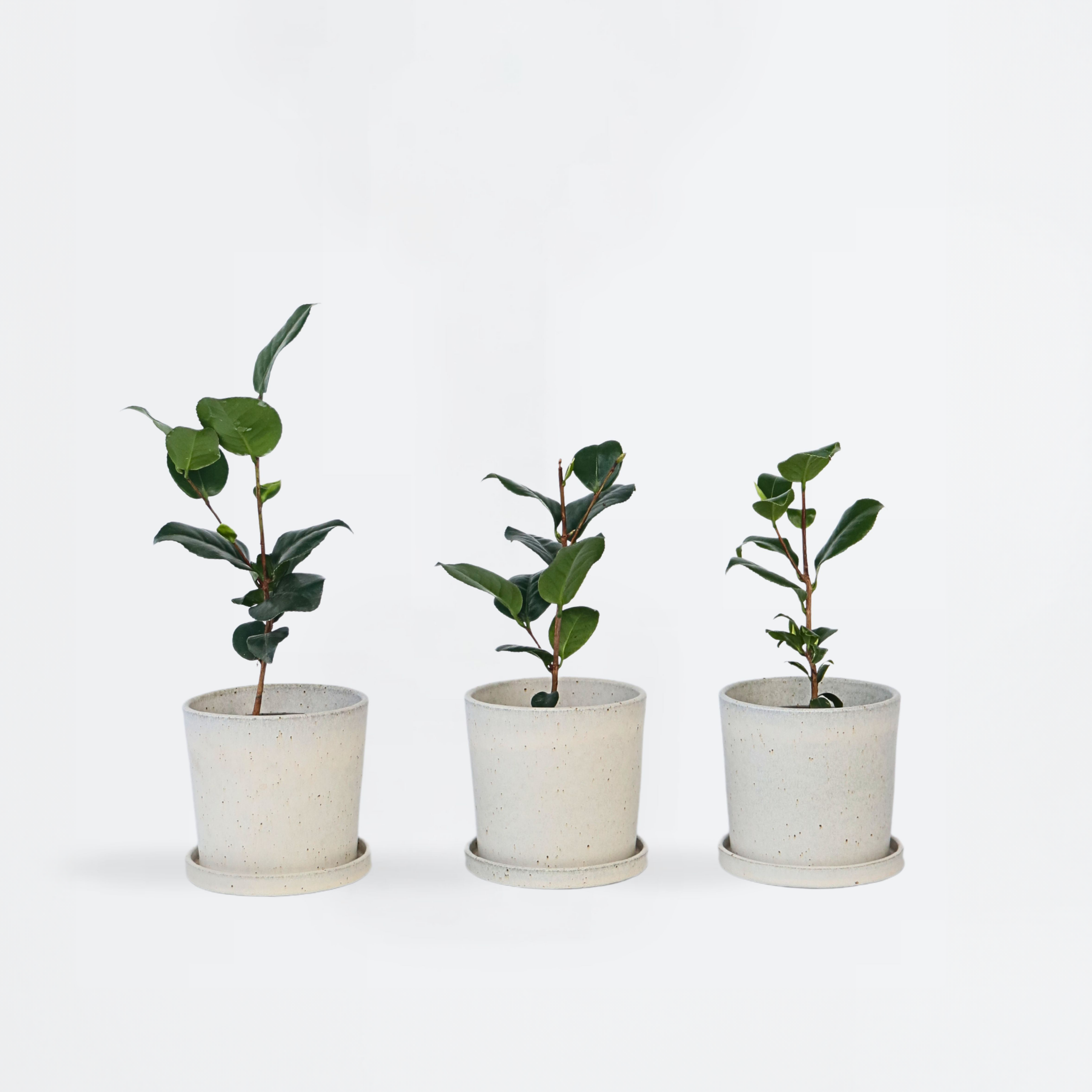 Kamelia japansk rose - Sæt med 3 - Camellia japonica