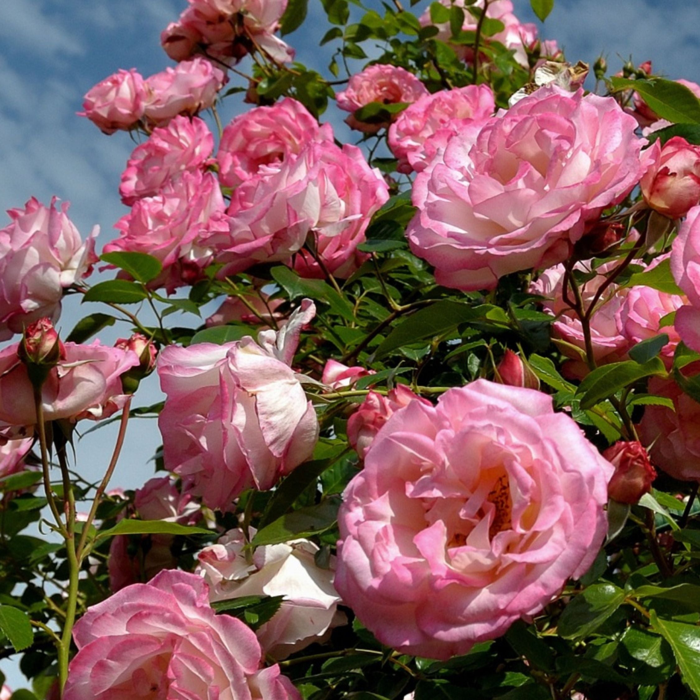 Kamelia japansk rose - Sæt med 3 - Camellia 'Bonomiana'