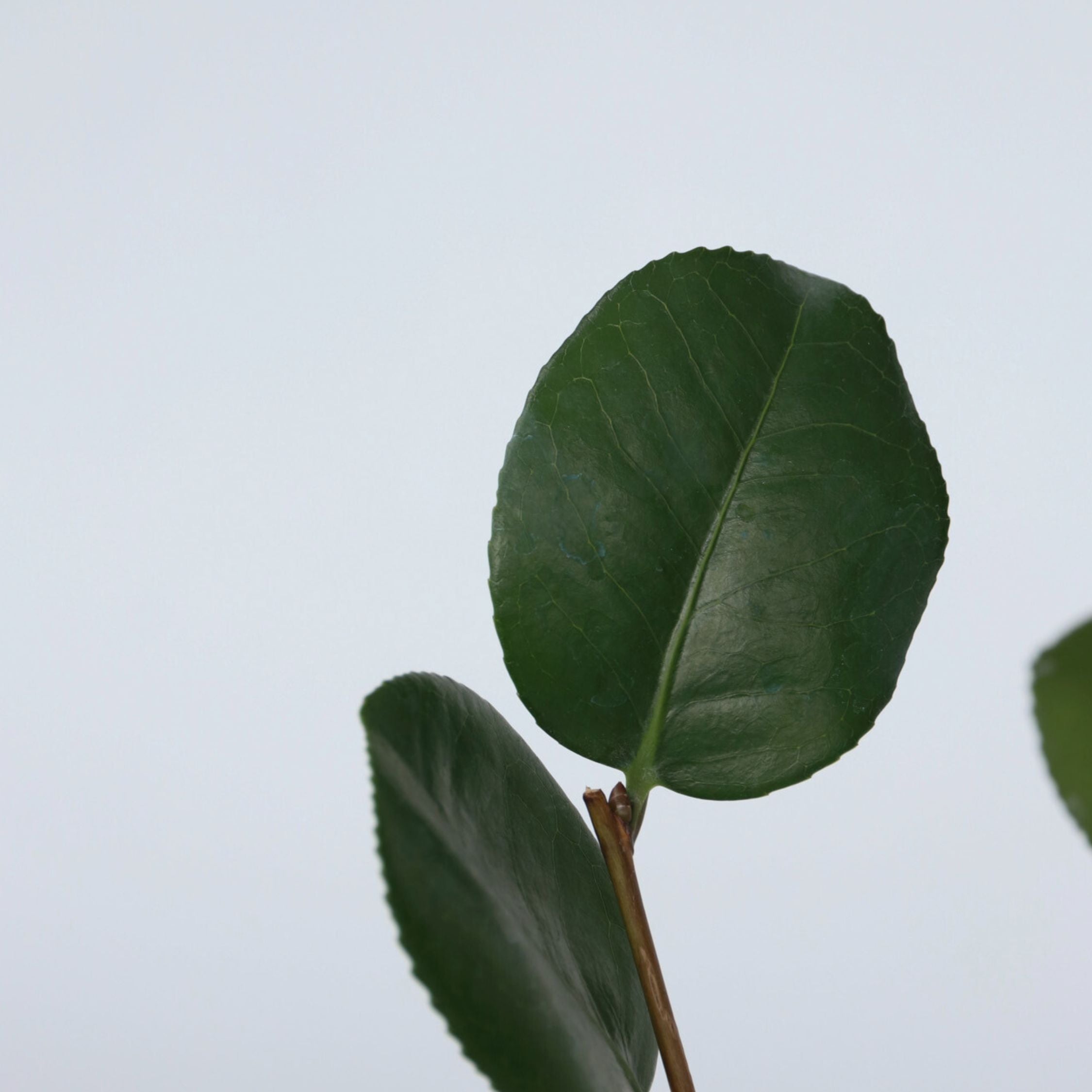 Kamelia japansk rose - Sæt med 3 - Camellia 'Lady C.'