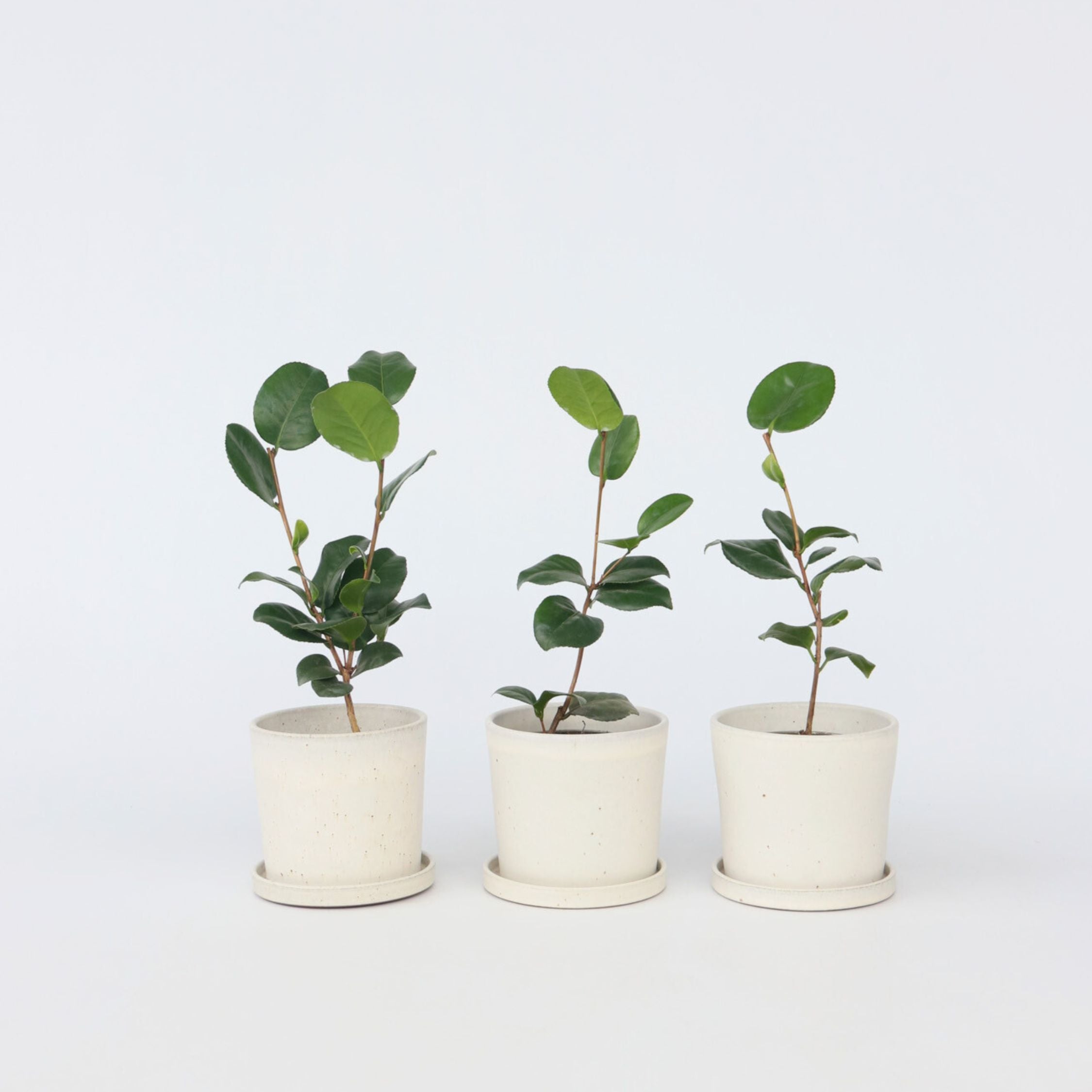 Kamelia japansk rose - Sæt med 3 - Camellia 'Bonomiana'