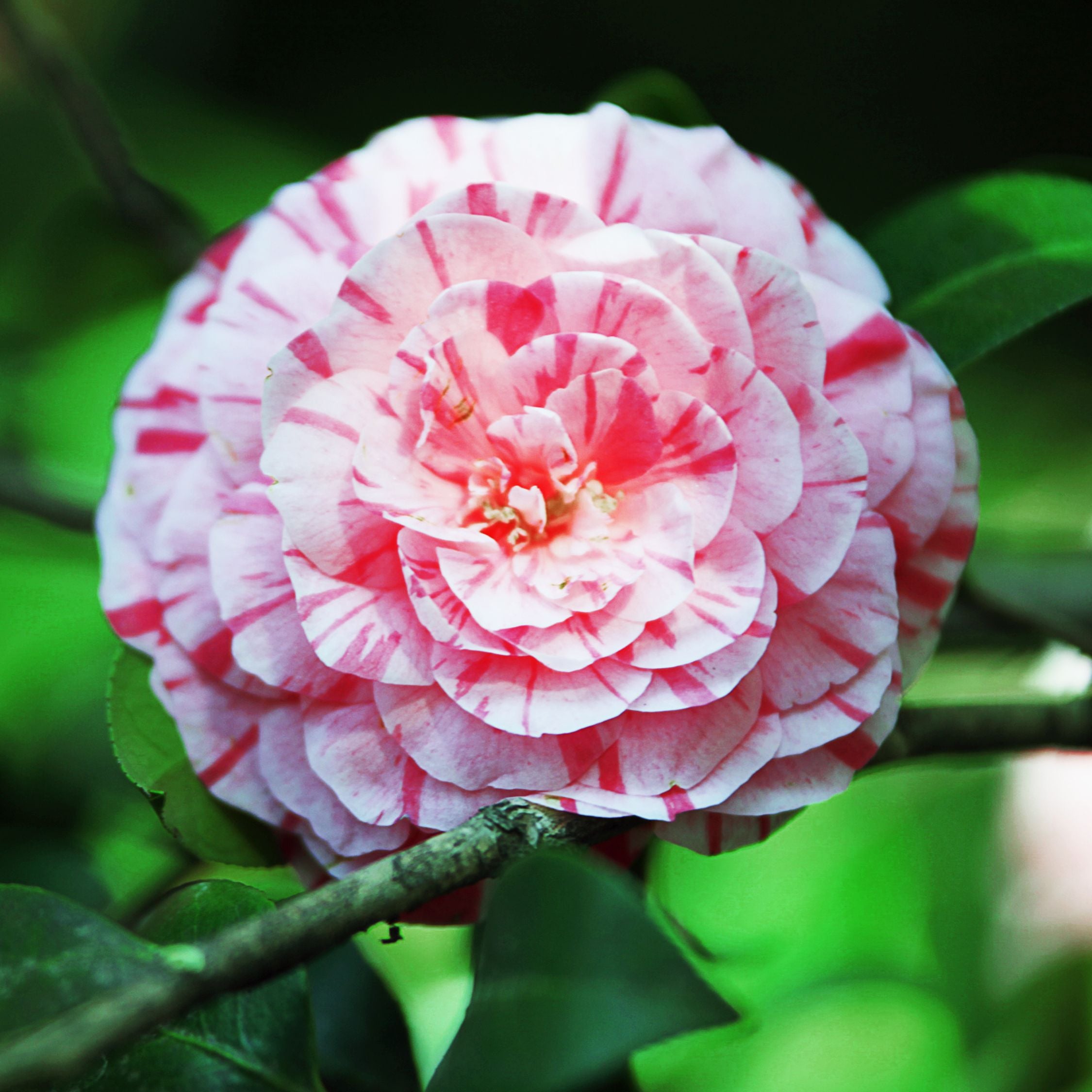 Kamelia japansk rose - Camellia japonica 'Bonomiana'