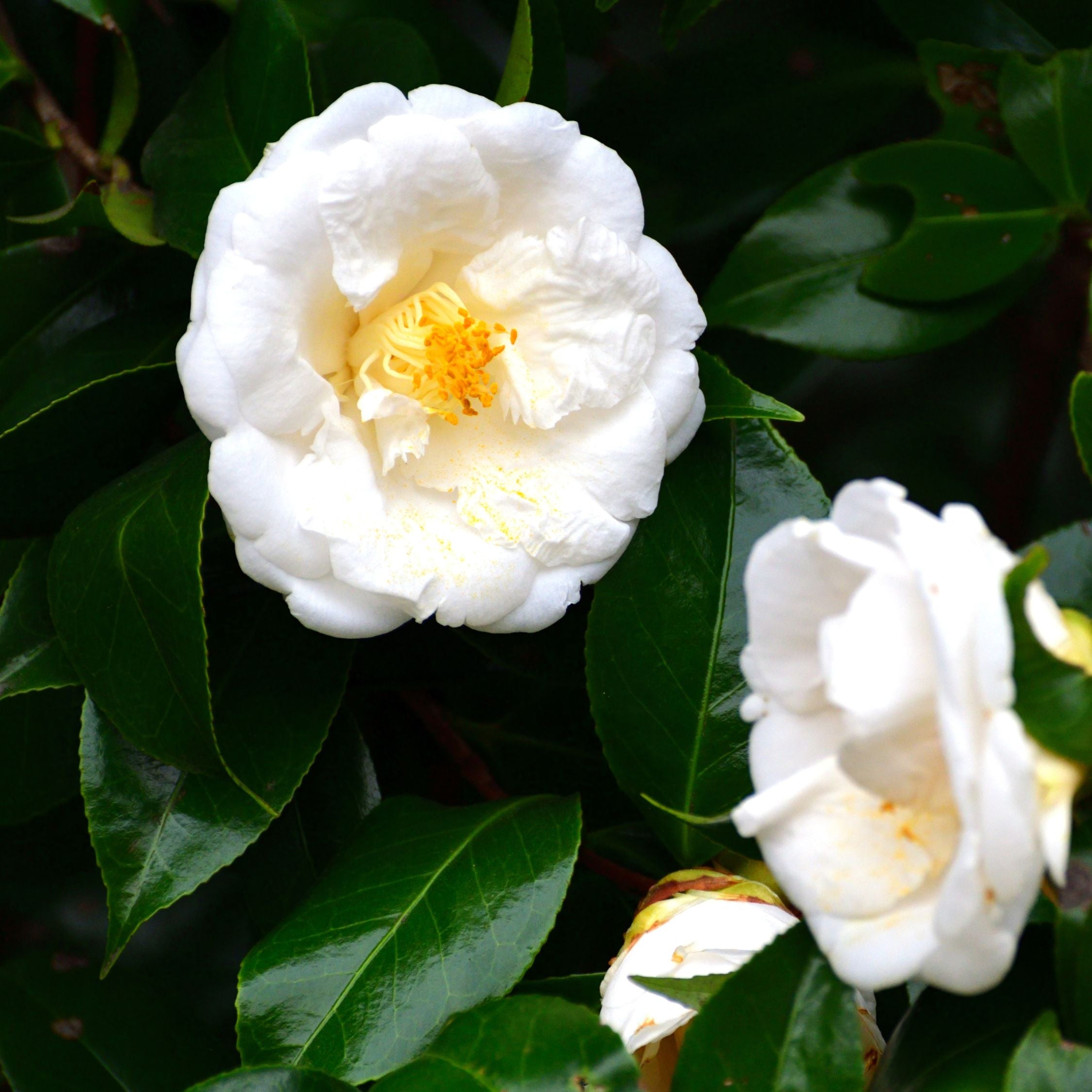 Kamelia japansk rose - Camellia japonica 'Brush Field'