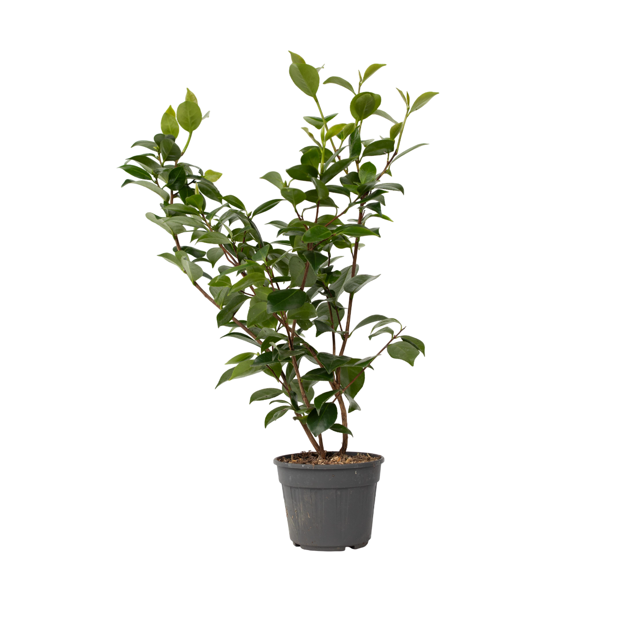 Kamelia japansk rose - Camellia japonica 'Brush Field'