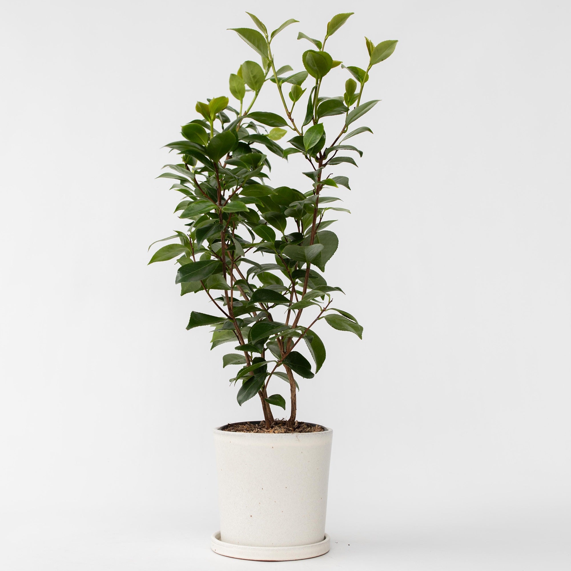 Kamelia japansk rose - Camellia japonica 'Lady Campbell'