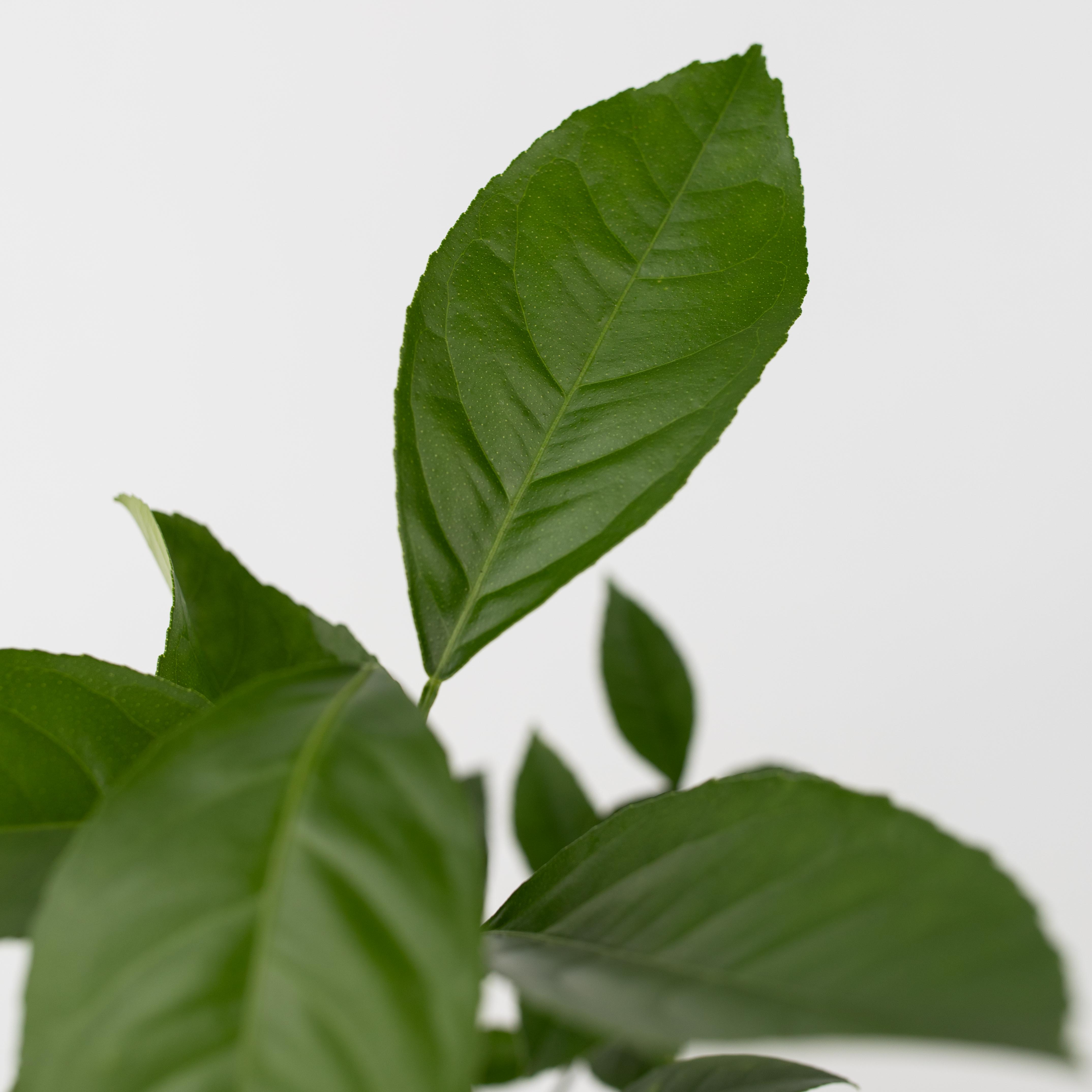 Citrontræ - Sæt med 3 - Citrus limon