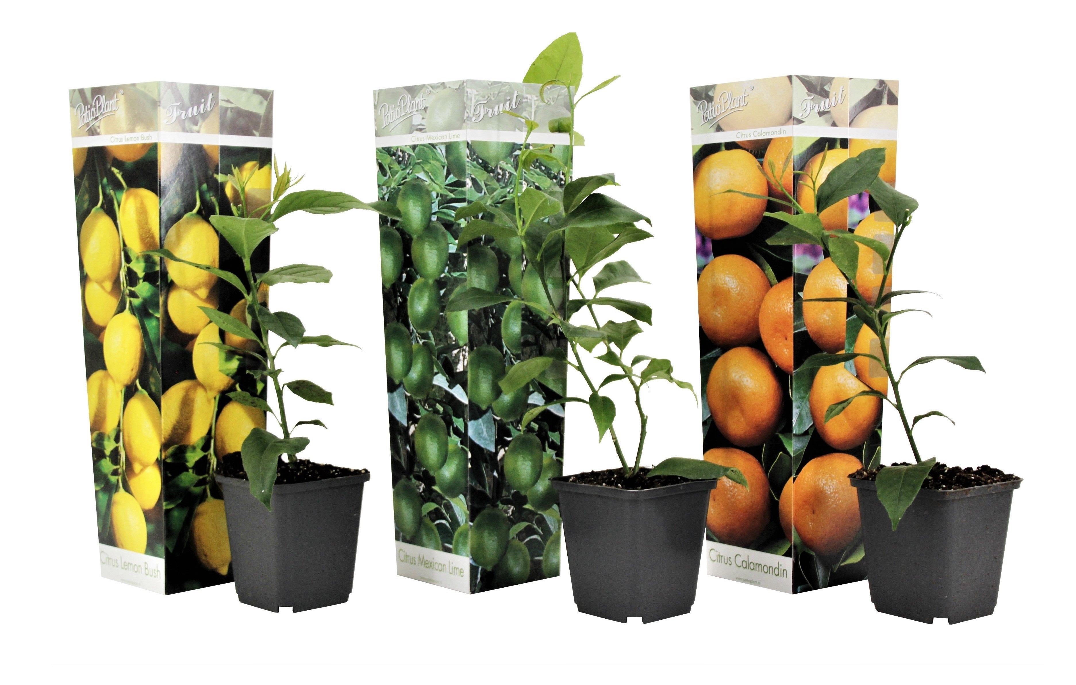 Citrontræ - Sæt med 3 - Citrus limon